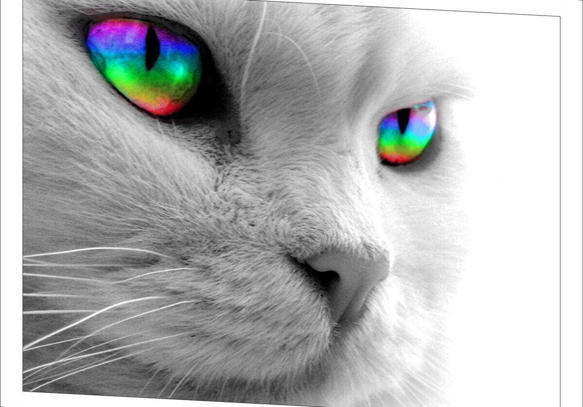 Grayscale Cat Wallpaper But Rainbow Eyes. Full HD Wallpaper