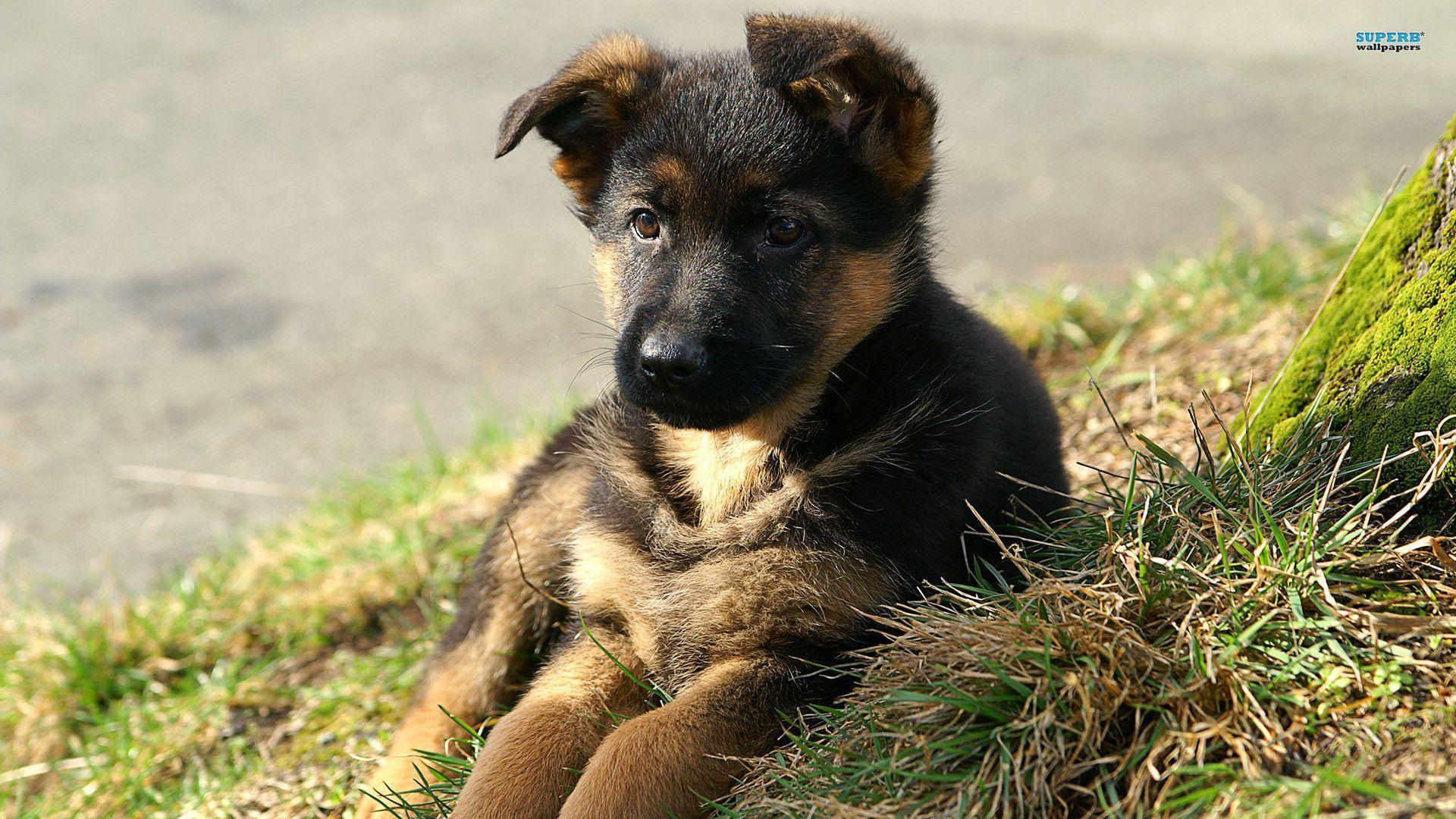 German Shepherd Puppies Wallpaper