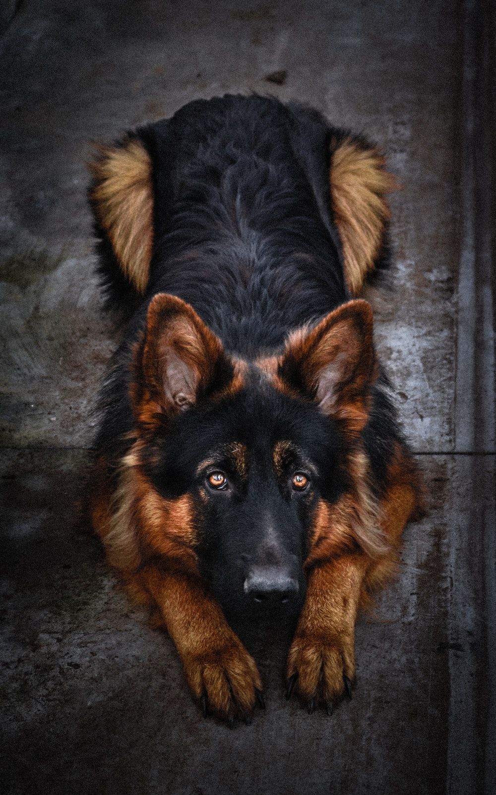 German Shepherd Dog Picture [HD]. Download Free Image