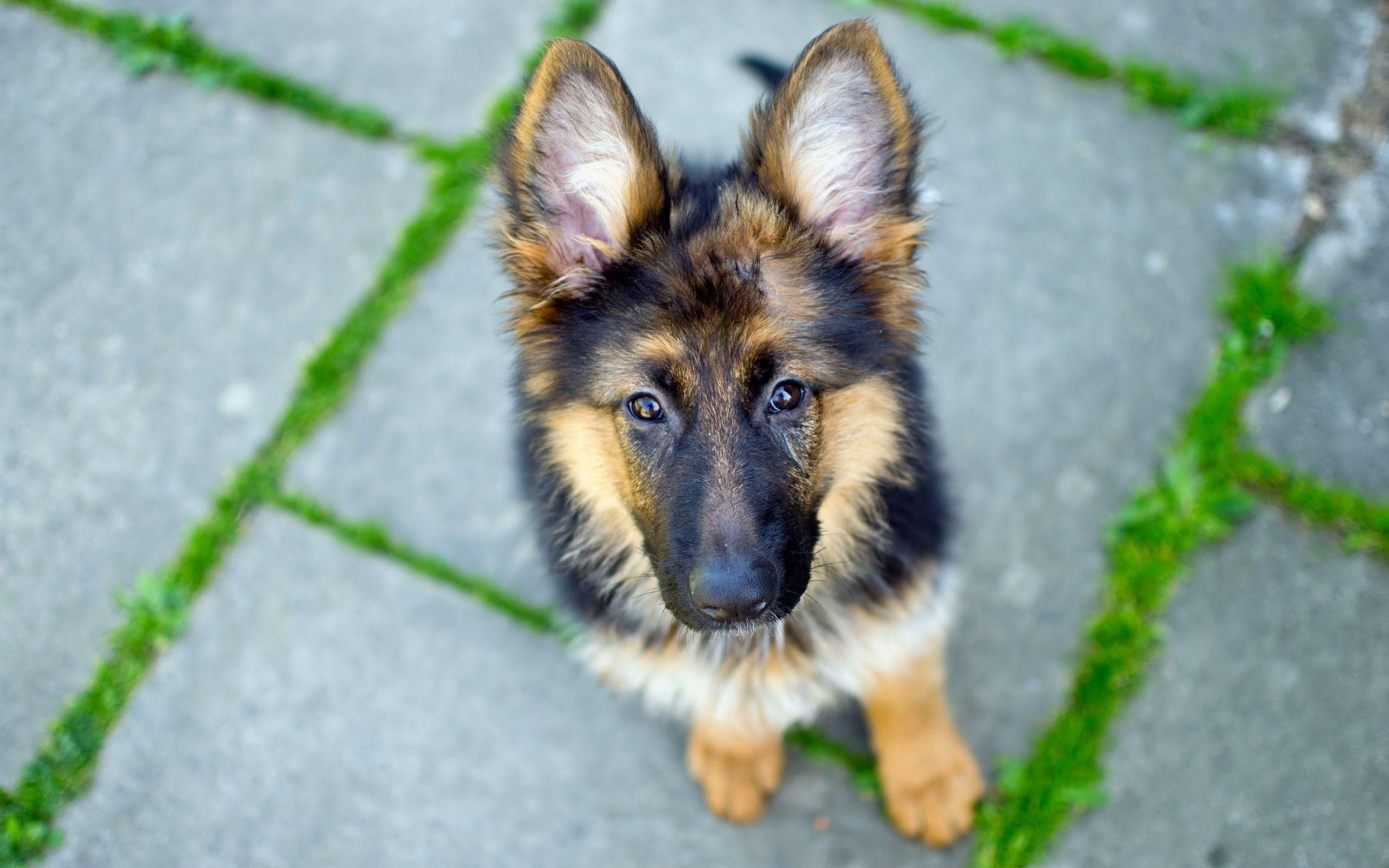 German Shepherd Dog Wallpaper