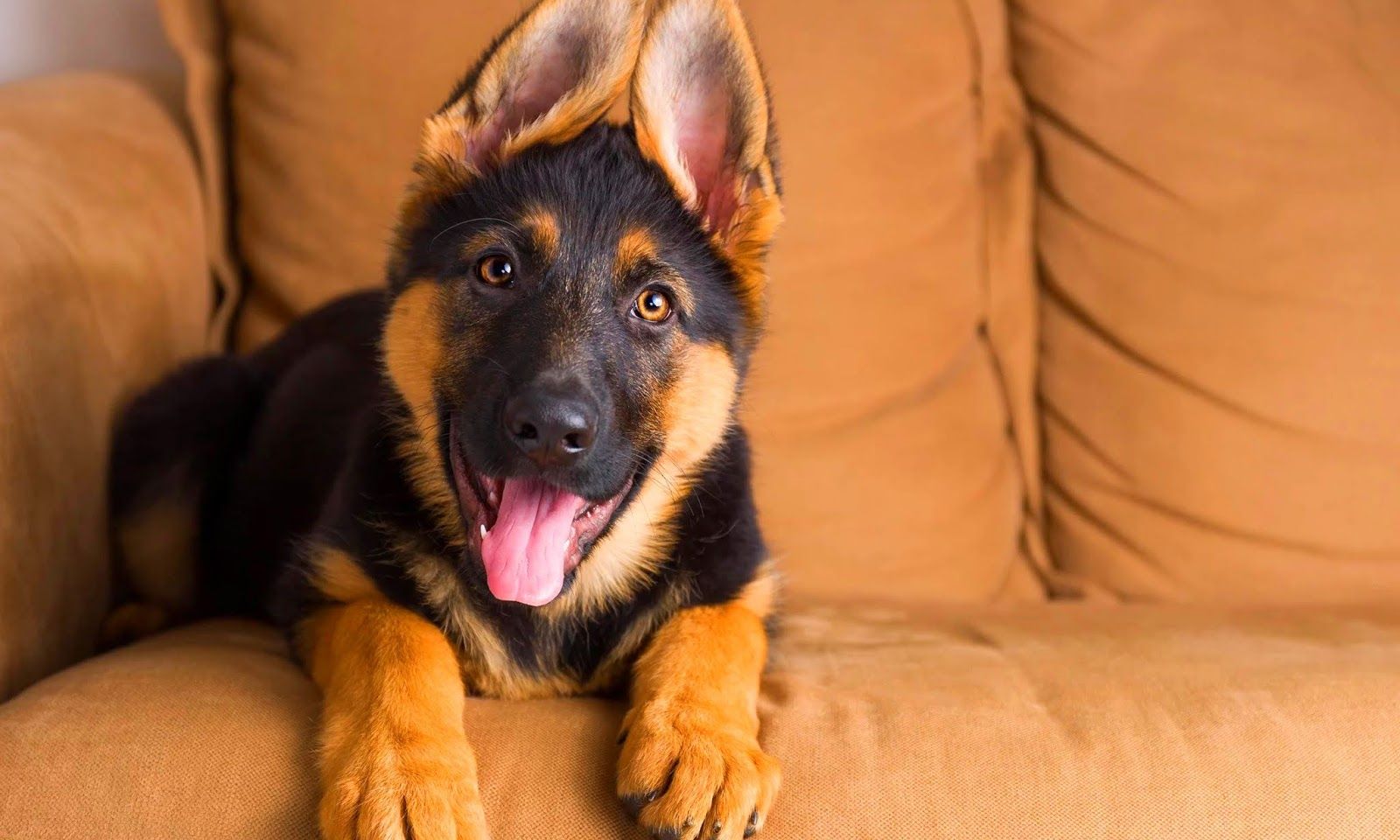 German Shepherd Puppy Wallpaper