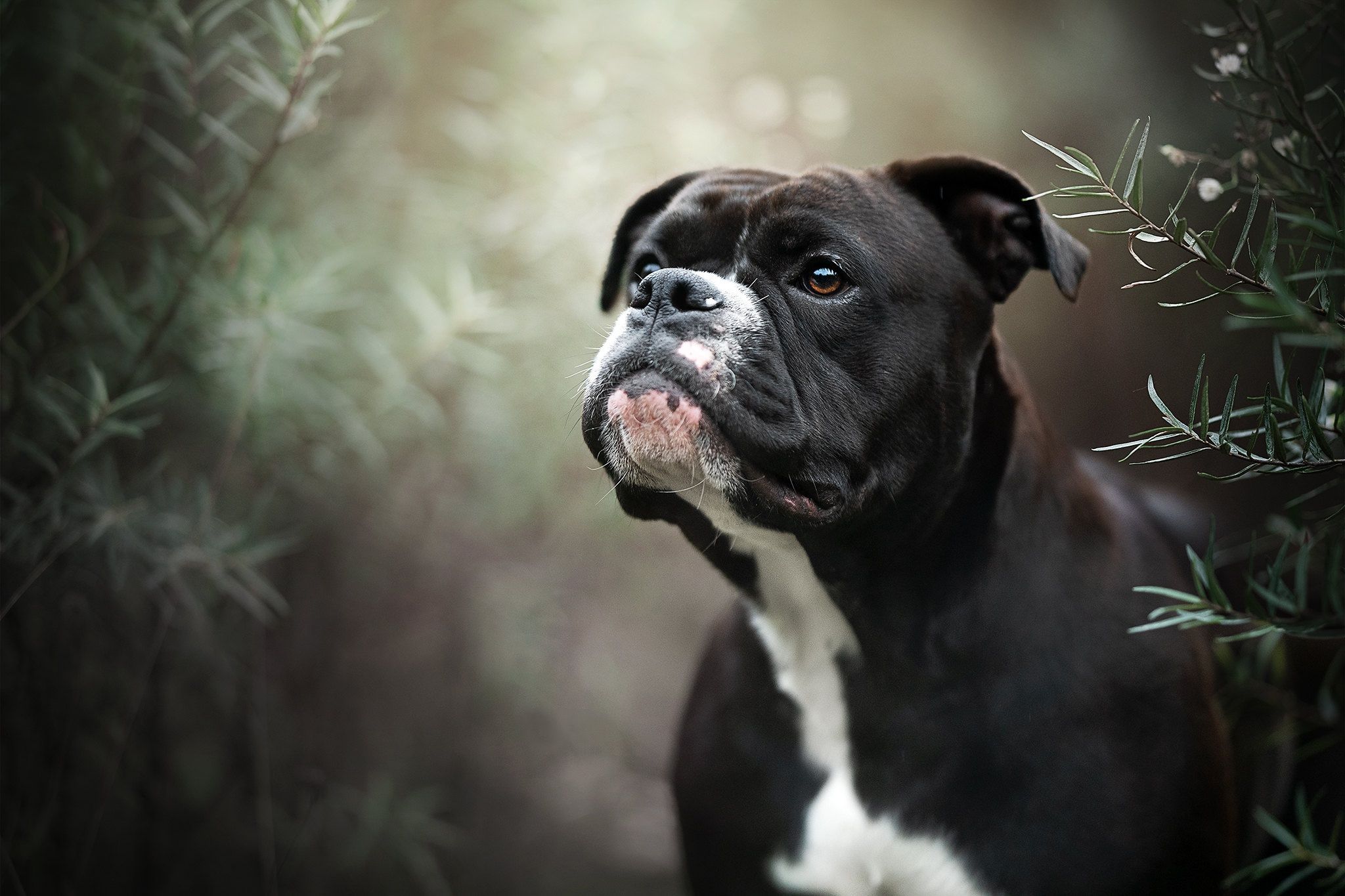 Boxer, Dog, Pet Wallpaper HD Wallpaper