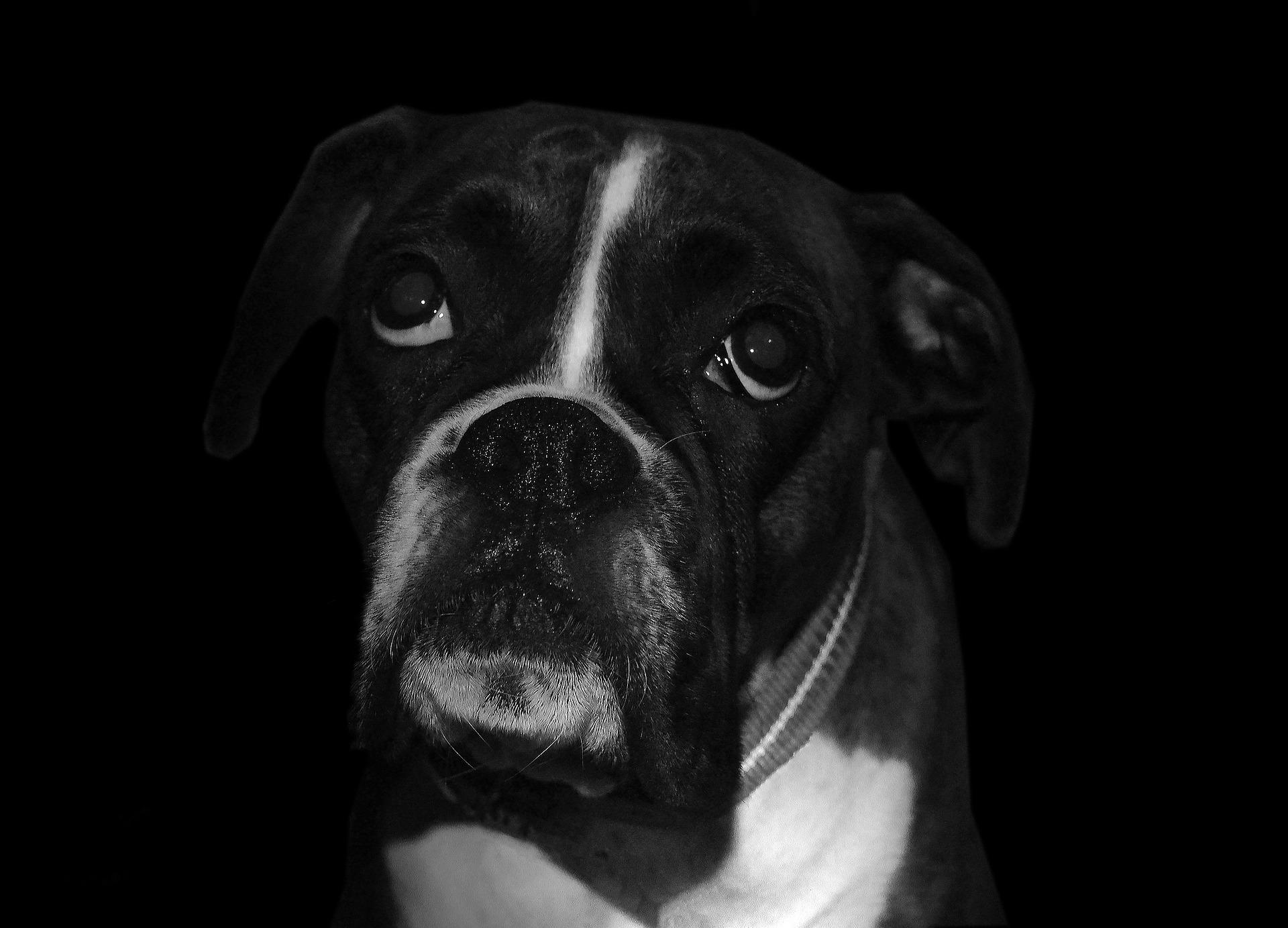 Boxer Dog Wallpaper HD for Android