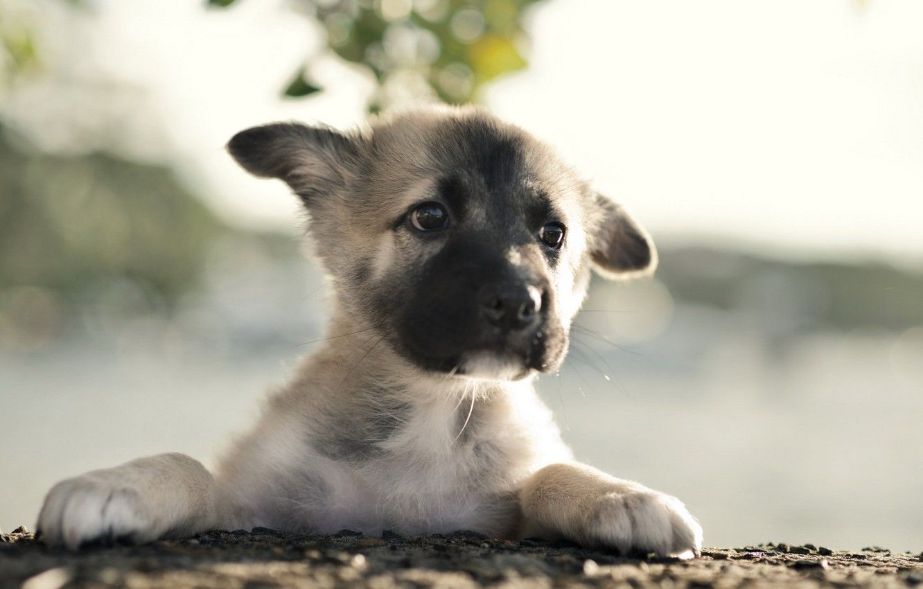 Wallpaper dog, puppy, German Shepherd image for desktop, section собаки