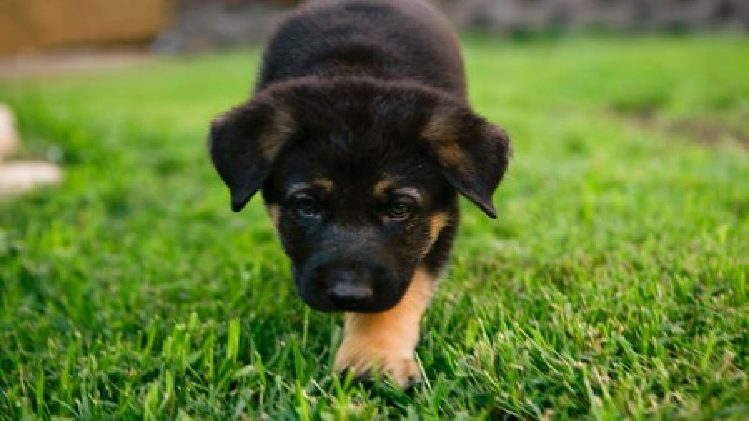 image of black german shepherd puppies wallpaper