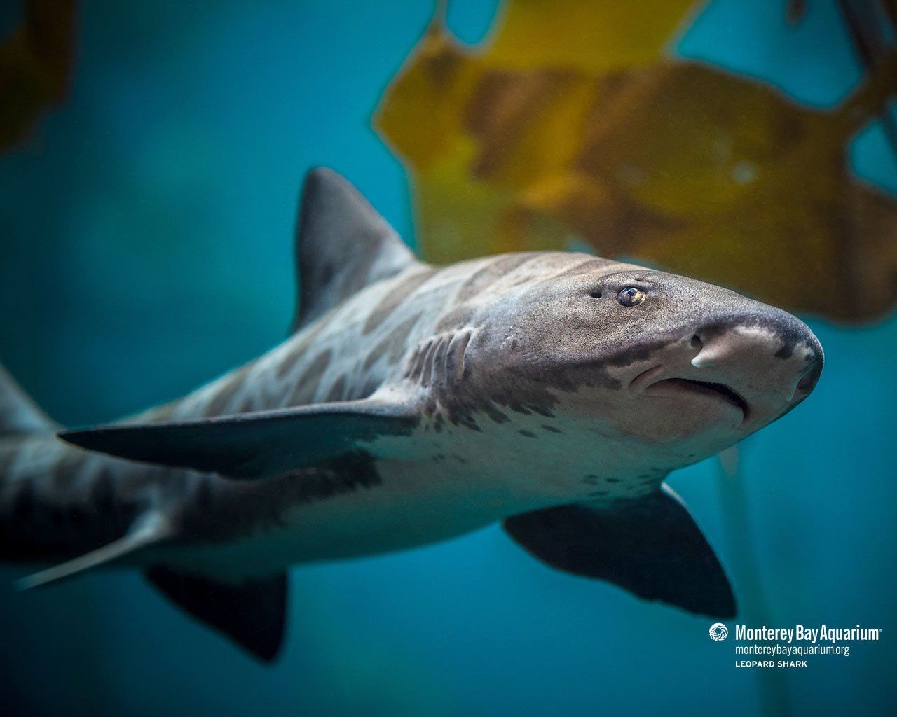 Leopard shark. Wallpaper. Monterey Bay Aquarium