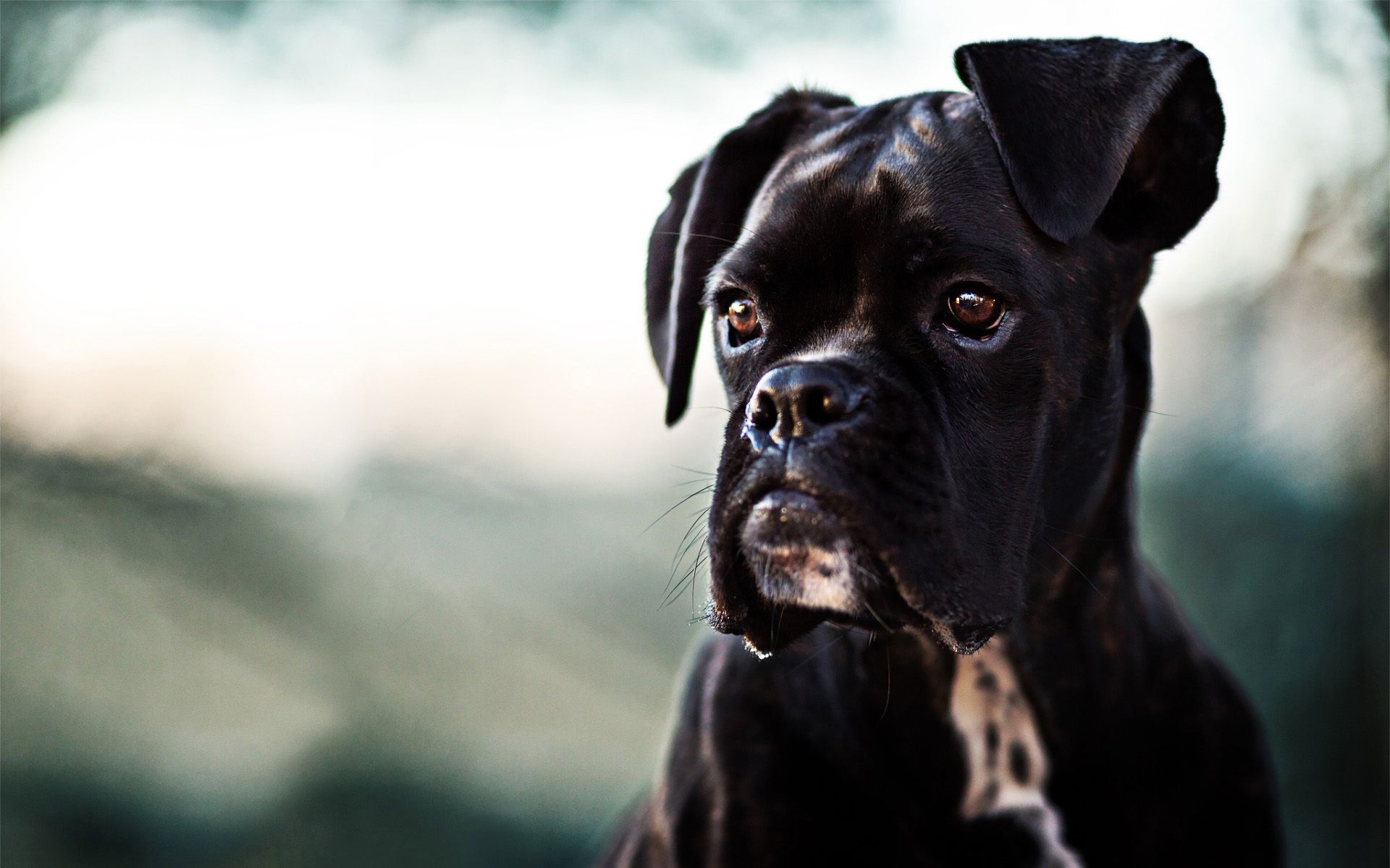 Download Wallpaper Black Boxer Dog, Puppy, Close Up, Pets, Bokeh, Black Dog, Boxer Dog For Desktop With Resolution 1920x1200. High Quality HD Picture Wallpaper