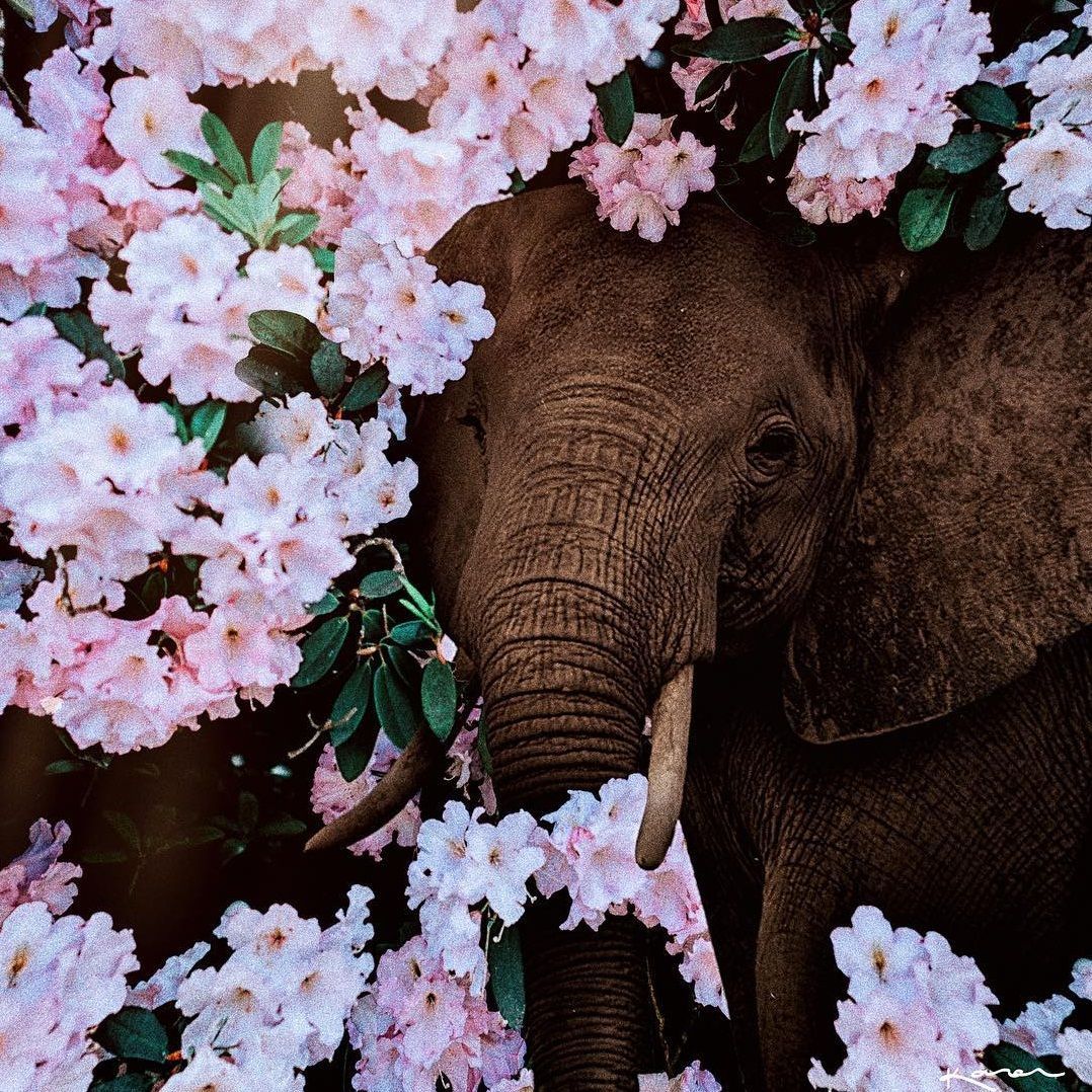 Elephant Spring Flowers Wallpapers - Wallpaper Cave