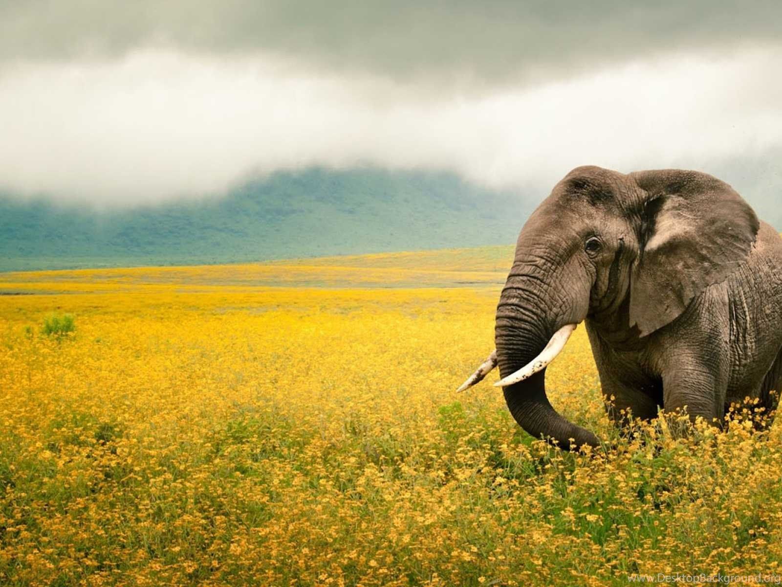 Elephant Wallpaper Of Cute Elephant HD Wallpaper Desktop Background