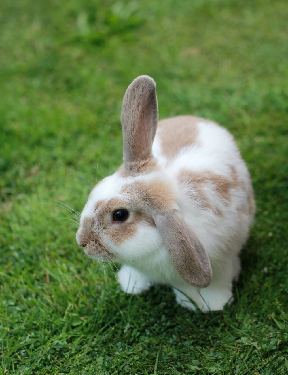 Bunny Picture [HQ]. Download Free Image