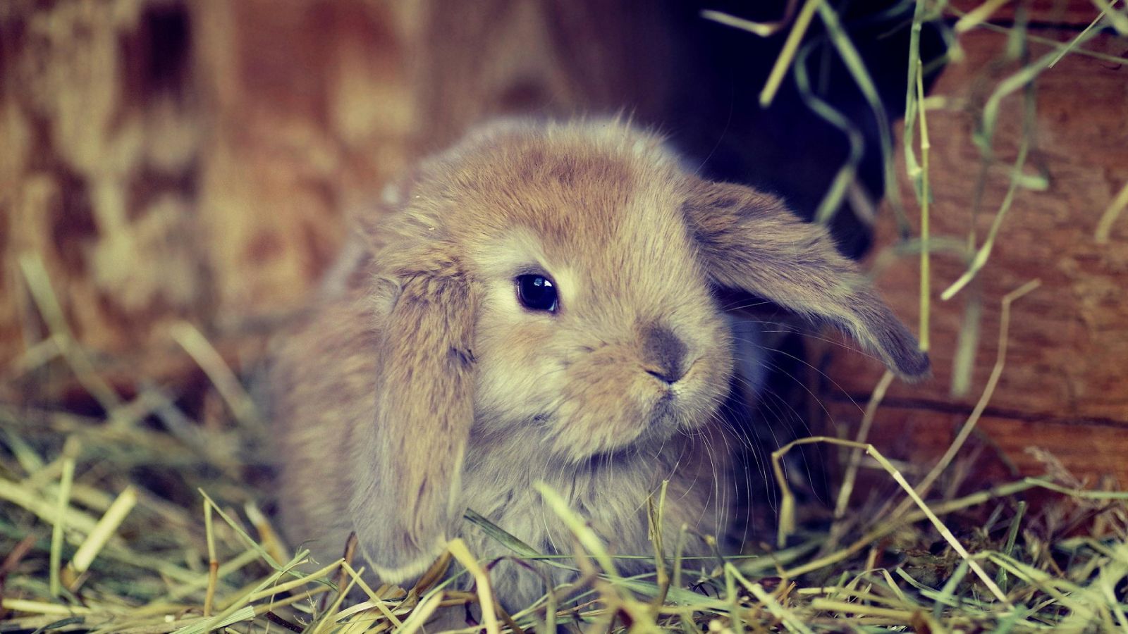 Free download Cute bunny wallpaper HD wallpaper Chainimage [1920x1200] for your Desktop, Mobile & Tablet. Explore Bunnies Wallpaper. Free Bunny Wallpaper, HD Bunny Wallpaper, Bunny Wallpaper for Desktop
