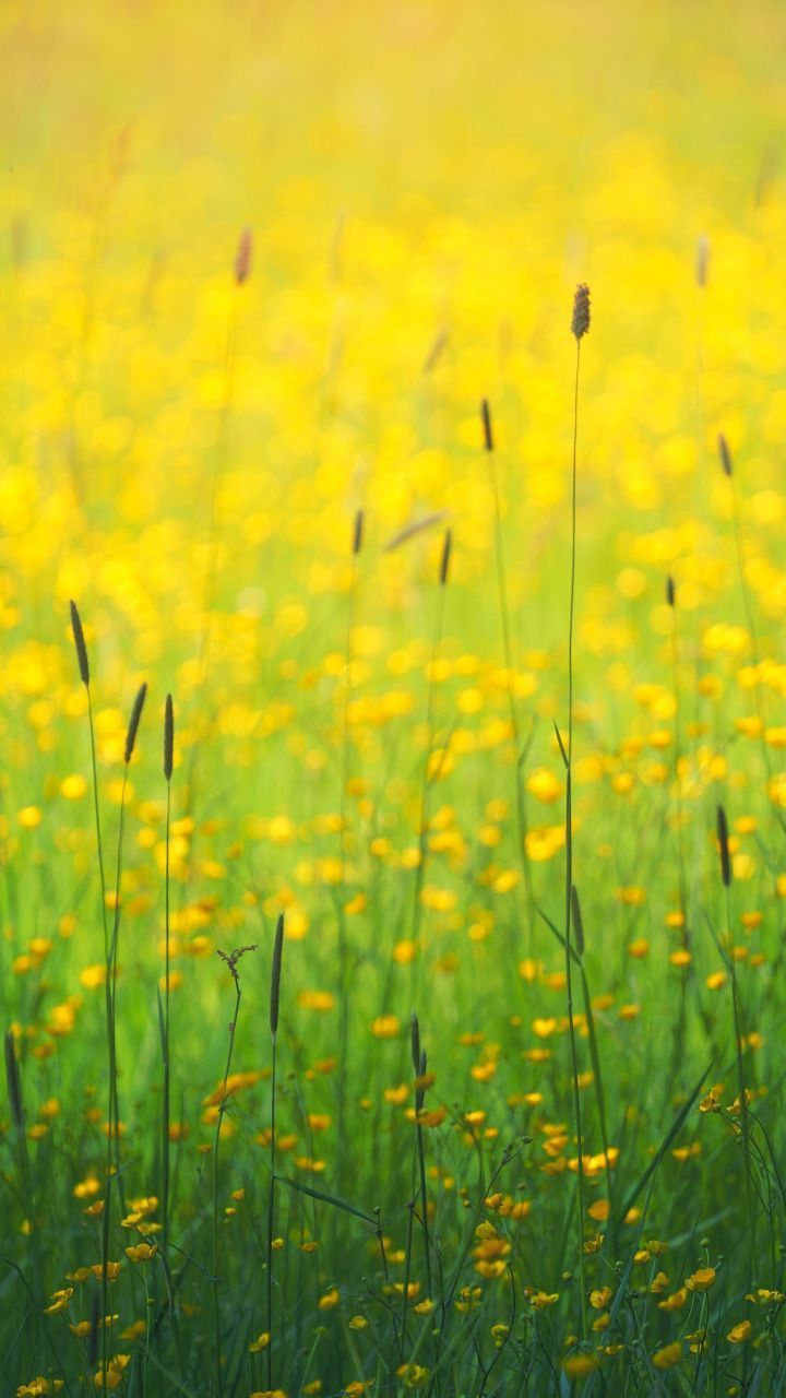 Yellow Flower Field Wallpaper Free Yellow Flower Field Background