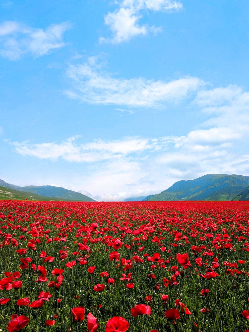 Flower Field Picture [HD]. Download Free Image
