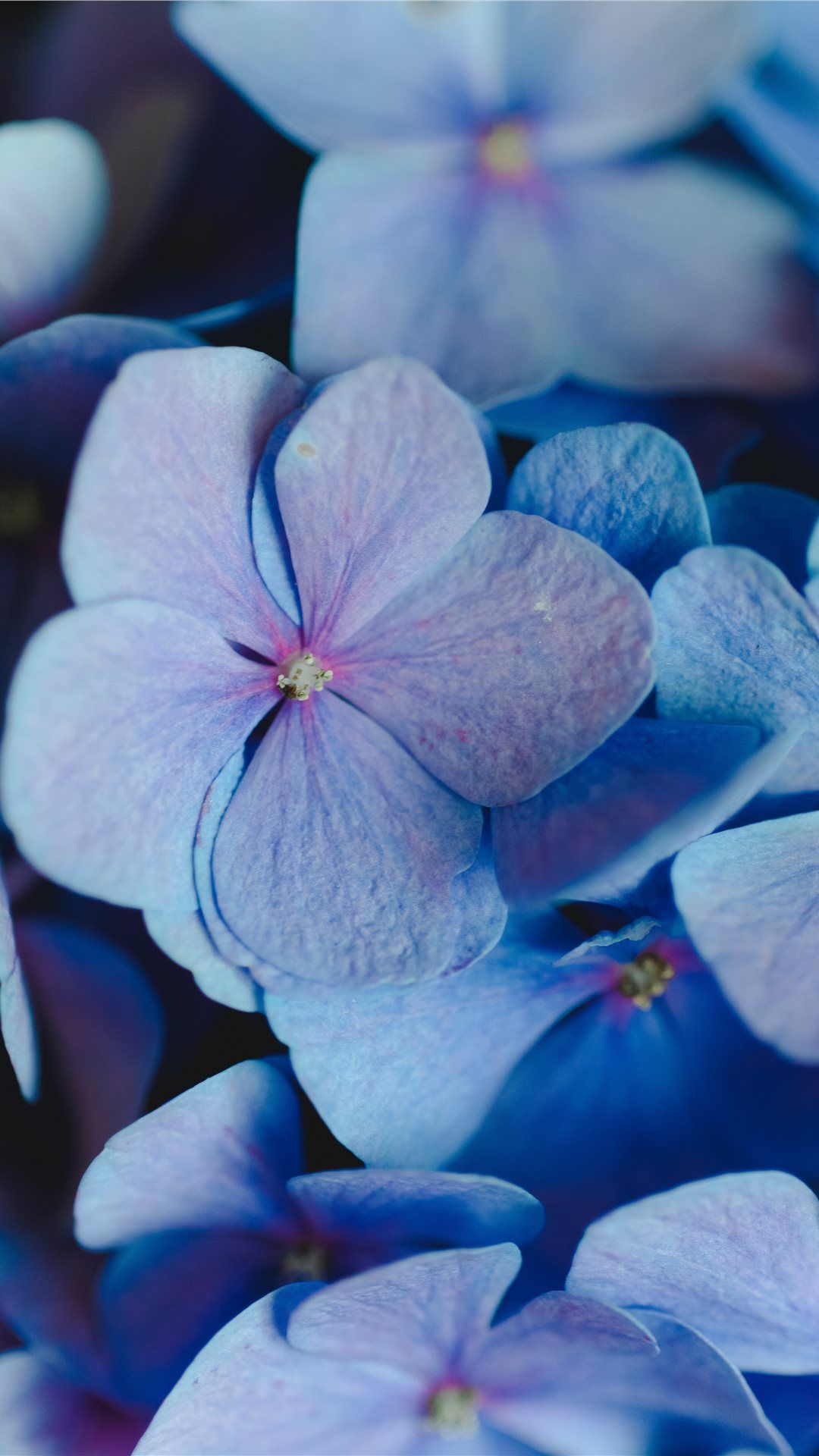 Periwinkle Images  Browse 24820 Stock Photos Vectors and Video  Adobe  Stock