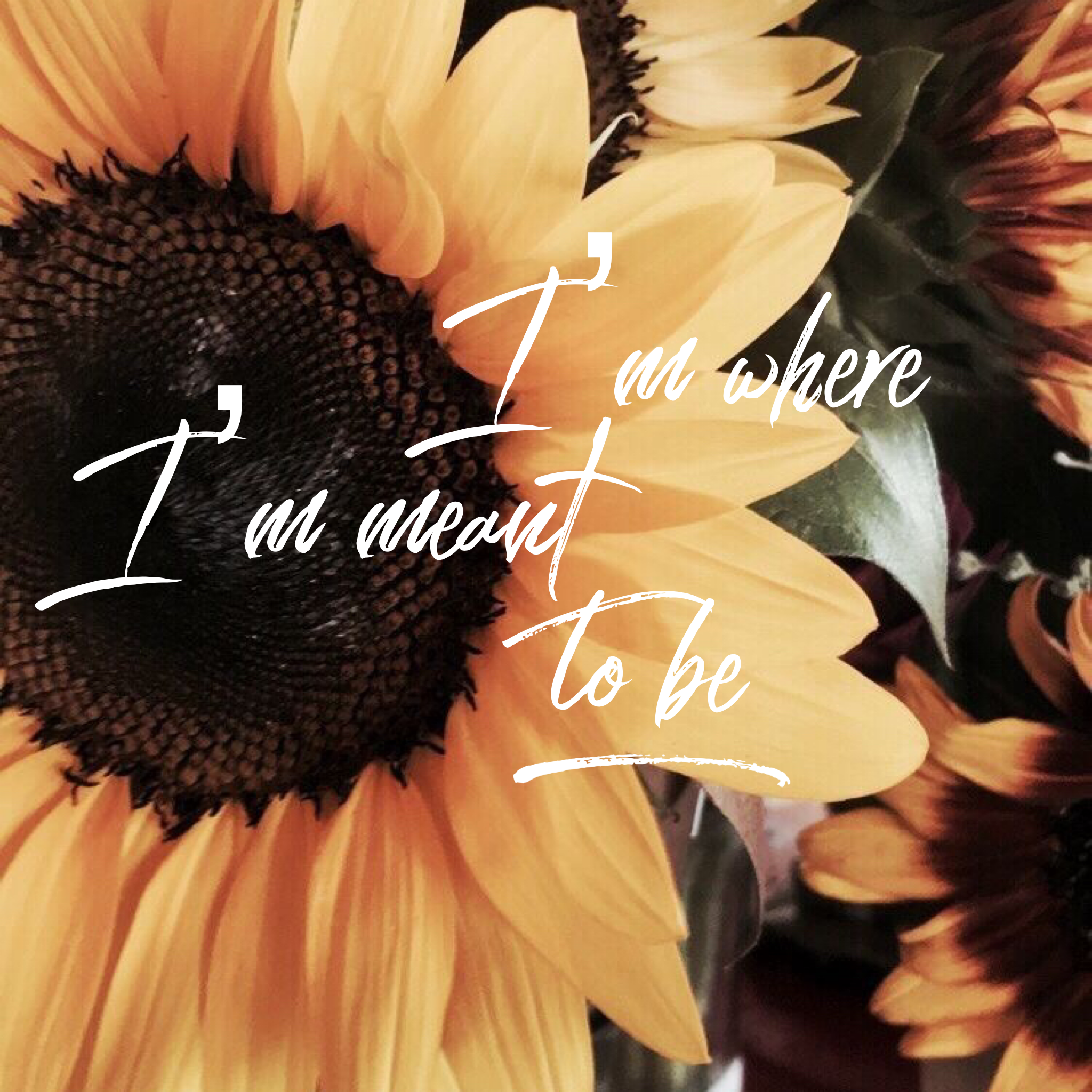 Sunflower Quotes Wallpaper
