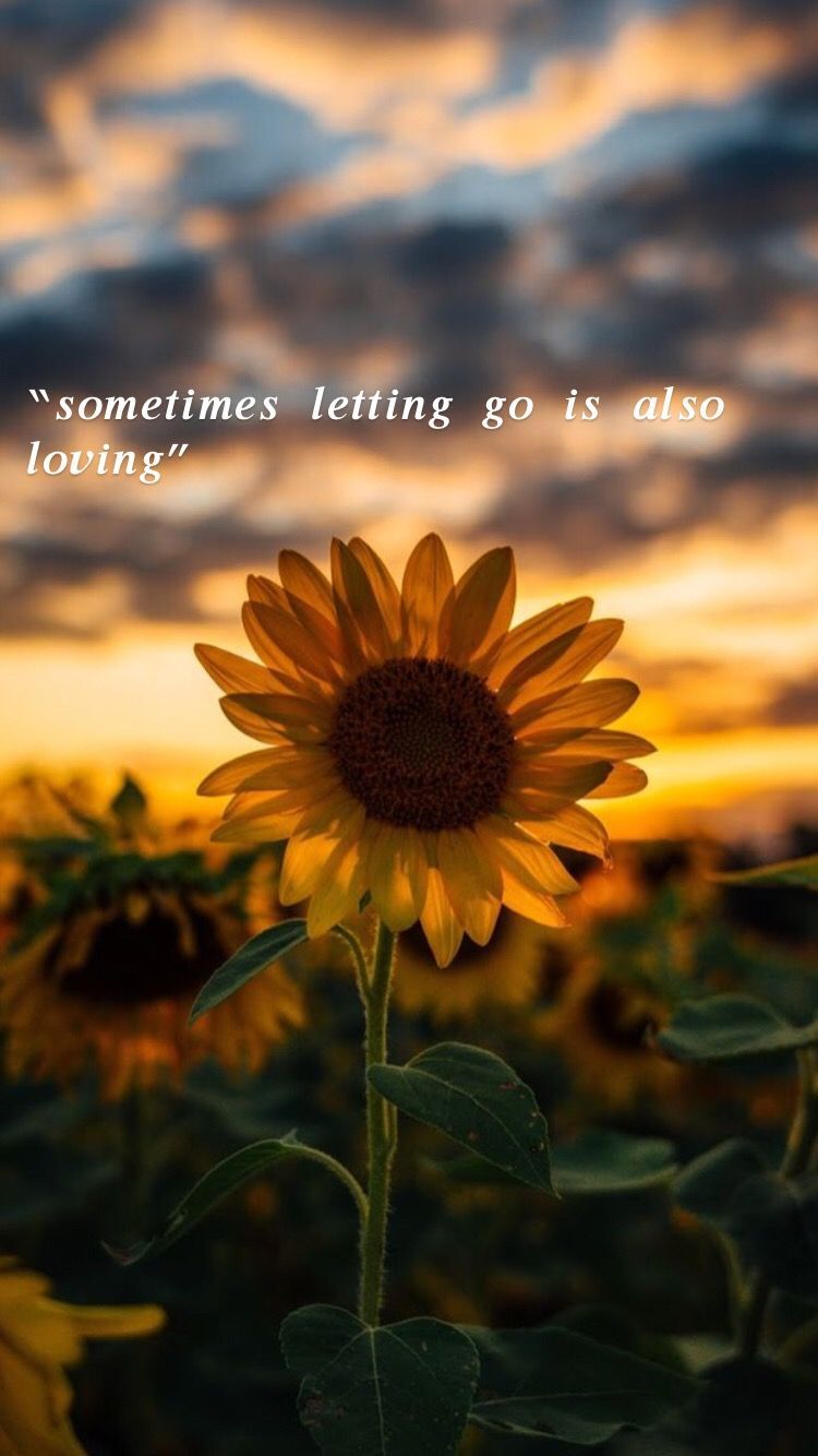 ✨. Sunflower quotes, Inspirational quotes wallpaper, Flower quotes