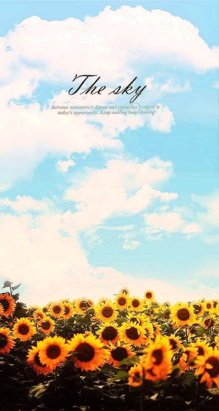 Sunflower Wallpaper With Quotes