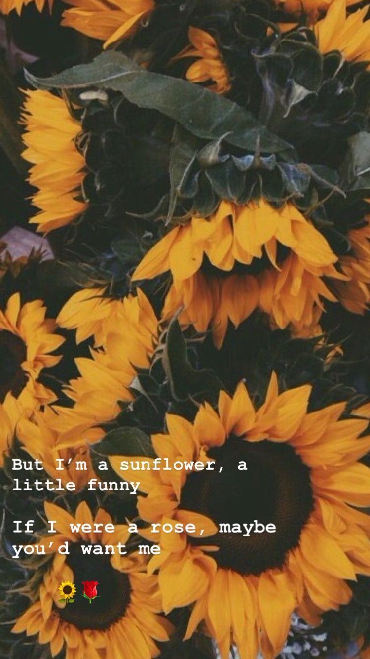 Sunflower Wallpaper With Quotes QuotesGram