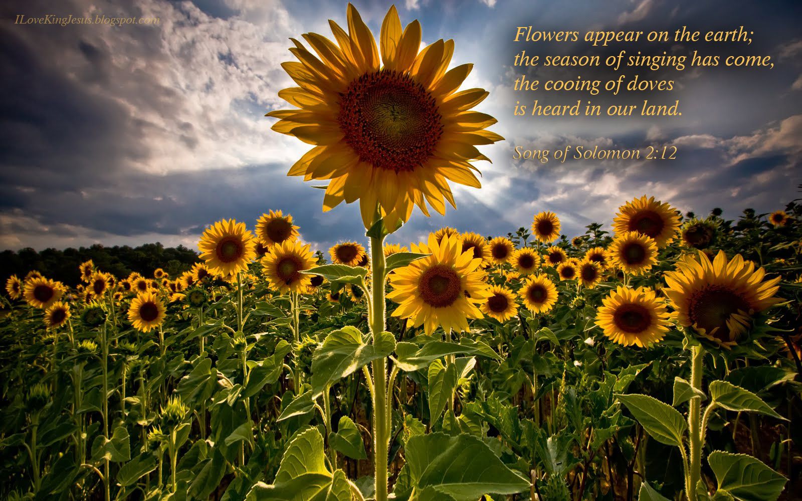 Sunflower Bible Quotes. QuotesGram