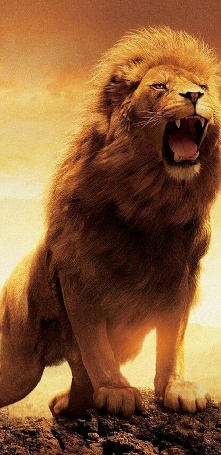 4k Ultra HD Lion wallpaper for Android 2021. Lion wallpaper iphone, Lion wallpaper, Lion picture