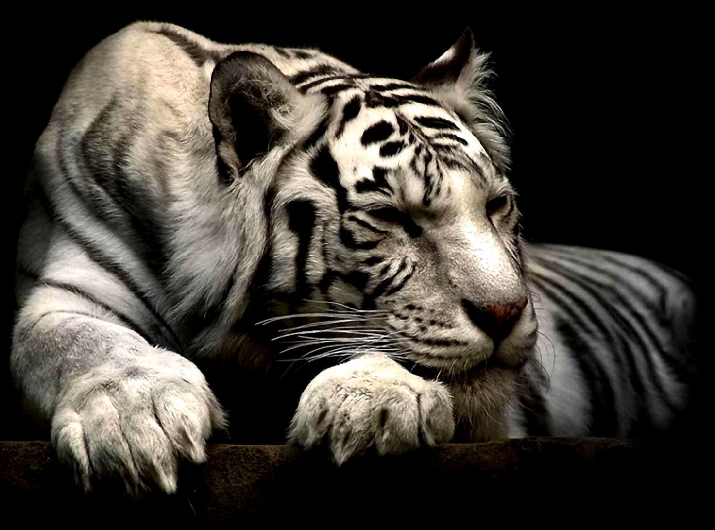 Siberian White Tiger Wallpaper Live Wallpaper HD. Animals, Animal wallpaper, Pet tiger