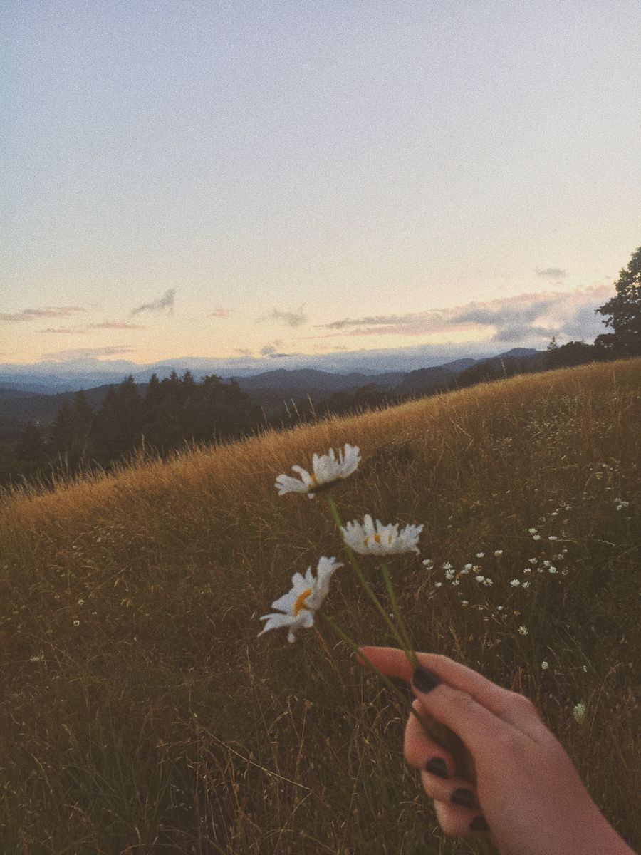 soft summer nights ♥. Sky aesthetic, Aesthetic picture, Daisy wallpaper