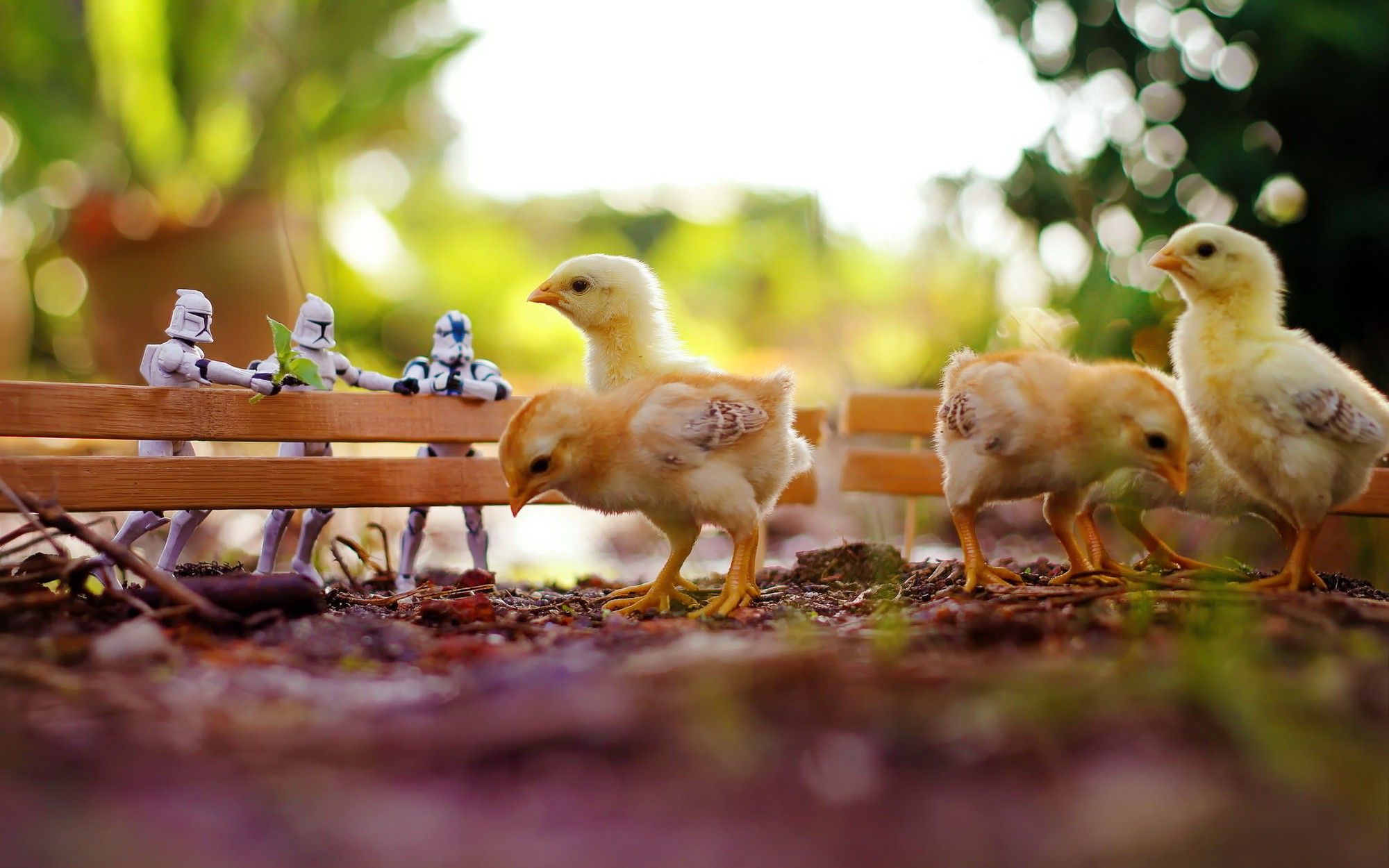 animals, Chickens, Clone Trooper, Birds Wallpaper HD / Desktop and Mobile Background