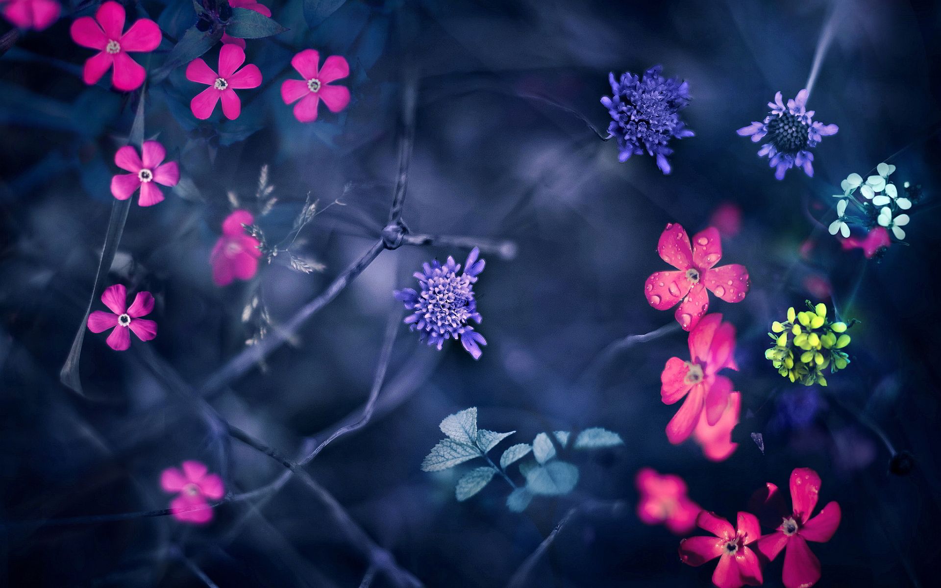 Little flowers HD