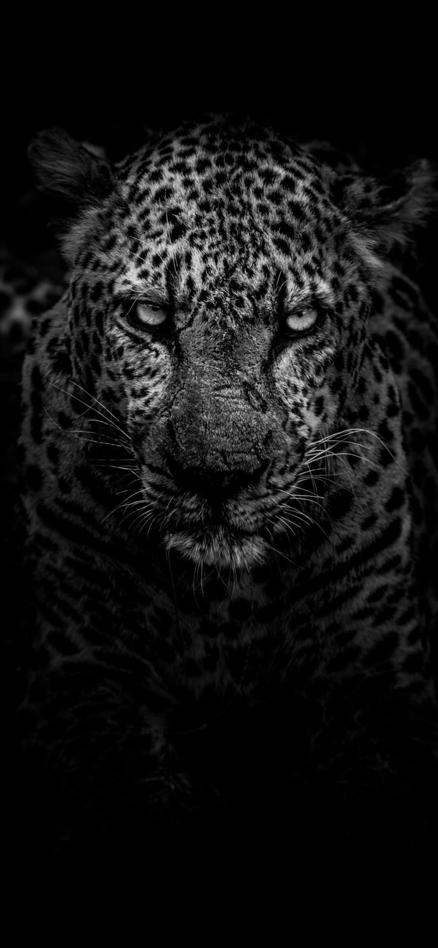 Cool Animal iPhone Wallpaper