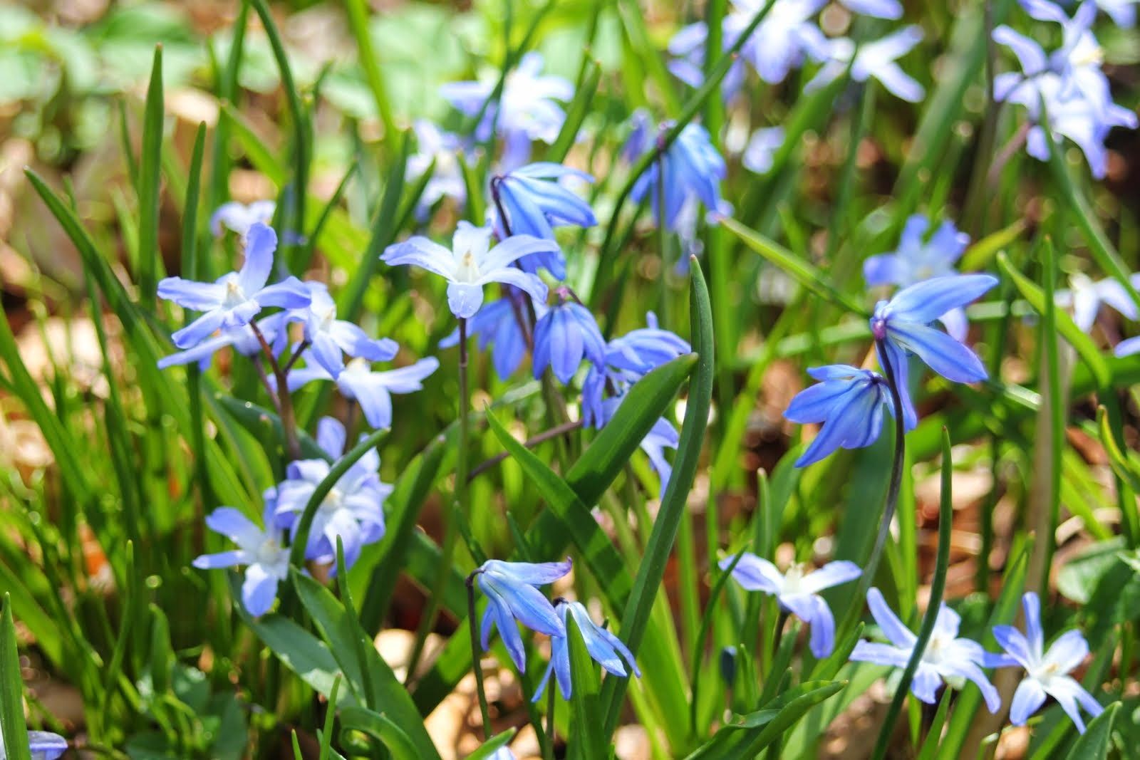 Blue Spring Flowers Image. Top Collection of different types of flowers in the image HD