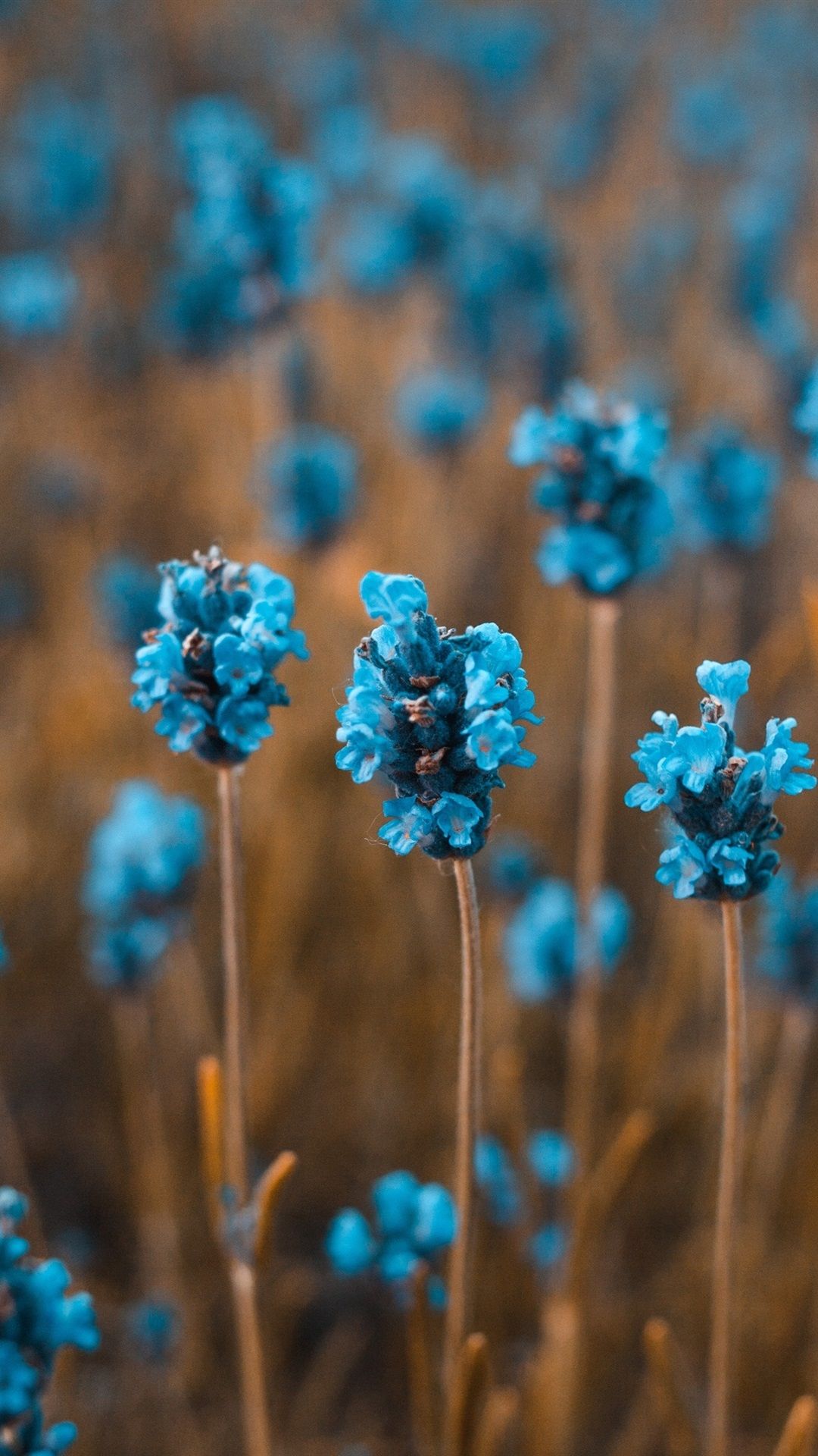 Wallpaper Little blue flowers field 3840x2160 UHD 4K Picture, Image