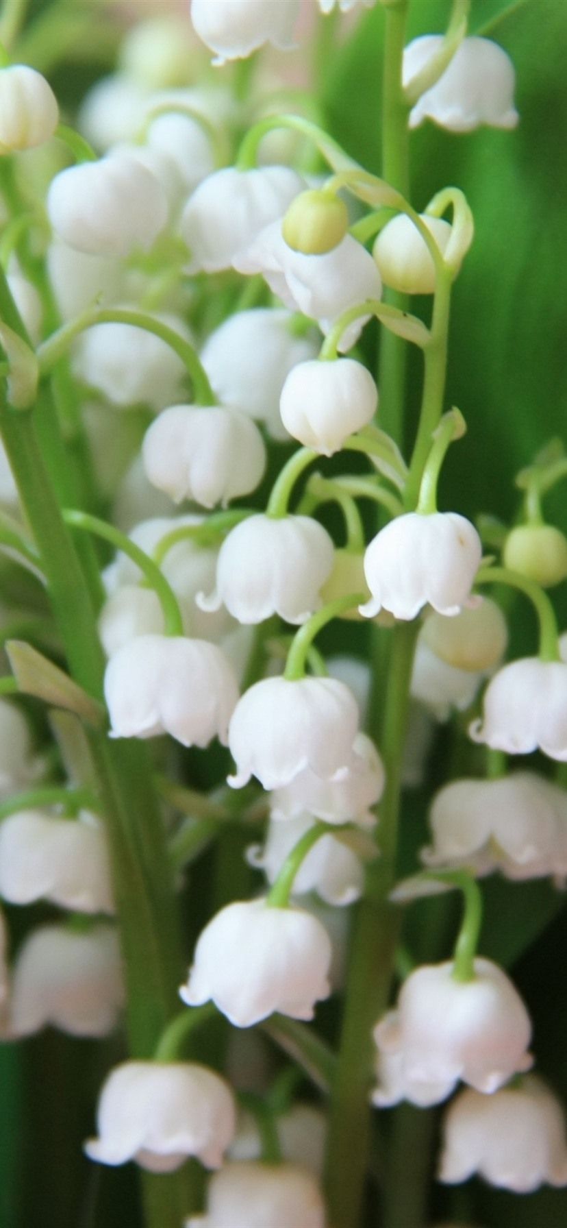Lily Of The Valley, White Little Flowers, Spring 1080x1920 IPhone 8 7 6 6S Plus Wallpaper, Background, Picture, Image