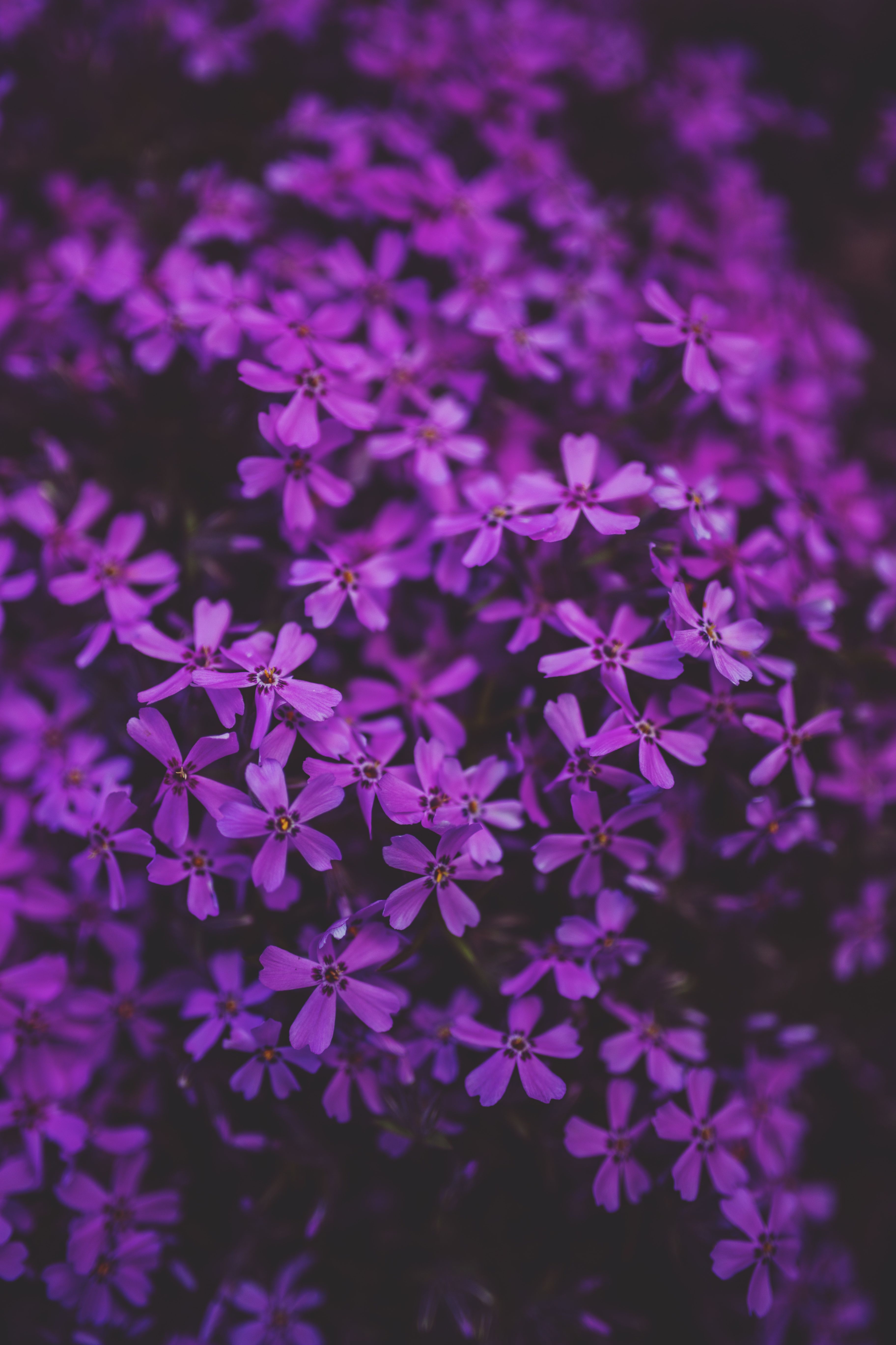 Little purple flowers · Free