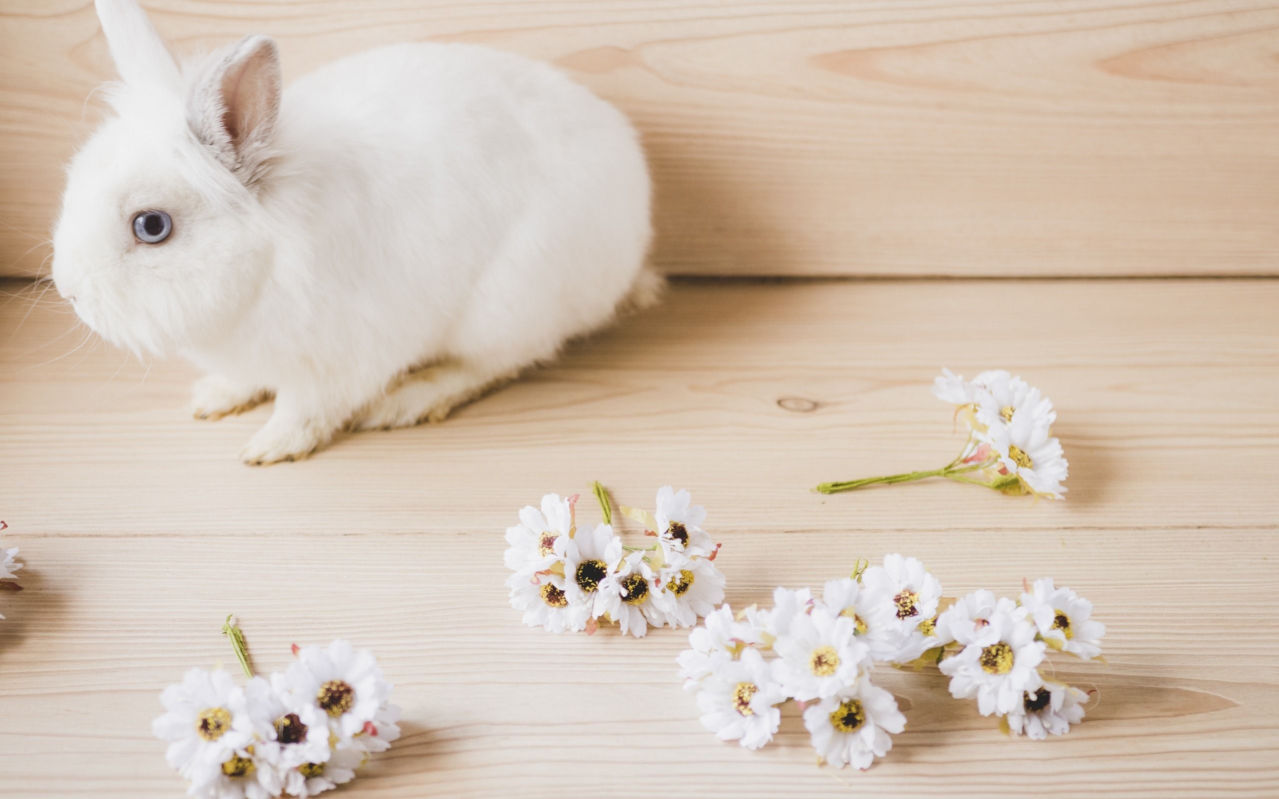 Download wallpaper White little rabbit, cute animals, spring flowers, light wood, fluffy bunny for desktop with resolution 2560x1600. High Quality HD picture wallpaper