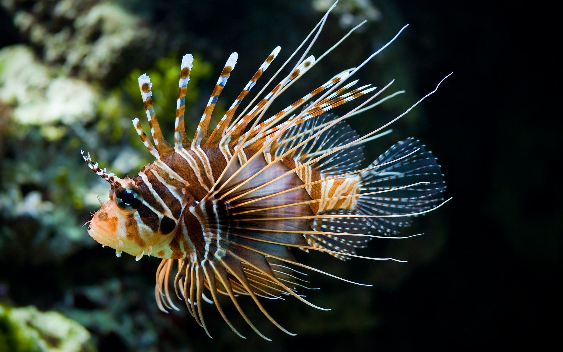 Wallpaper, animals, nature, fish, lionfish, flower, flora, fauna, close up, macro photography, marine biology, organism, pomacentridae, scorpionfish 1920x1200