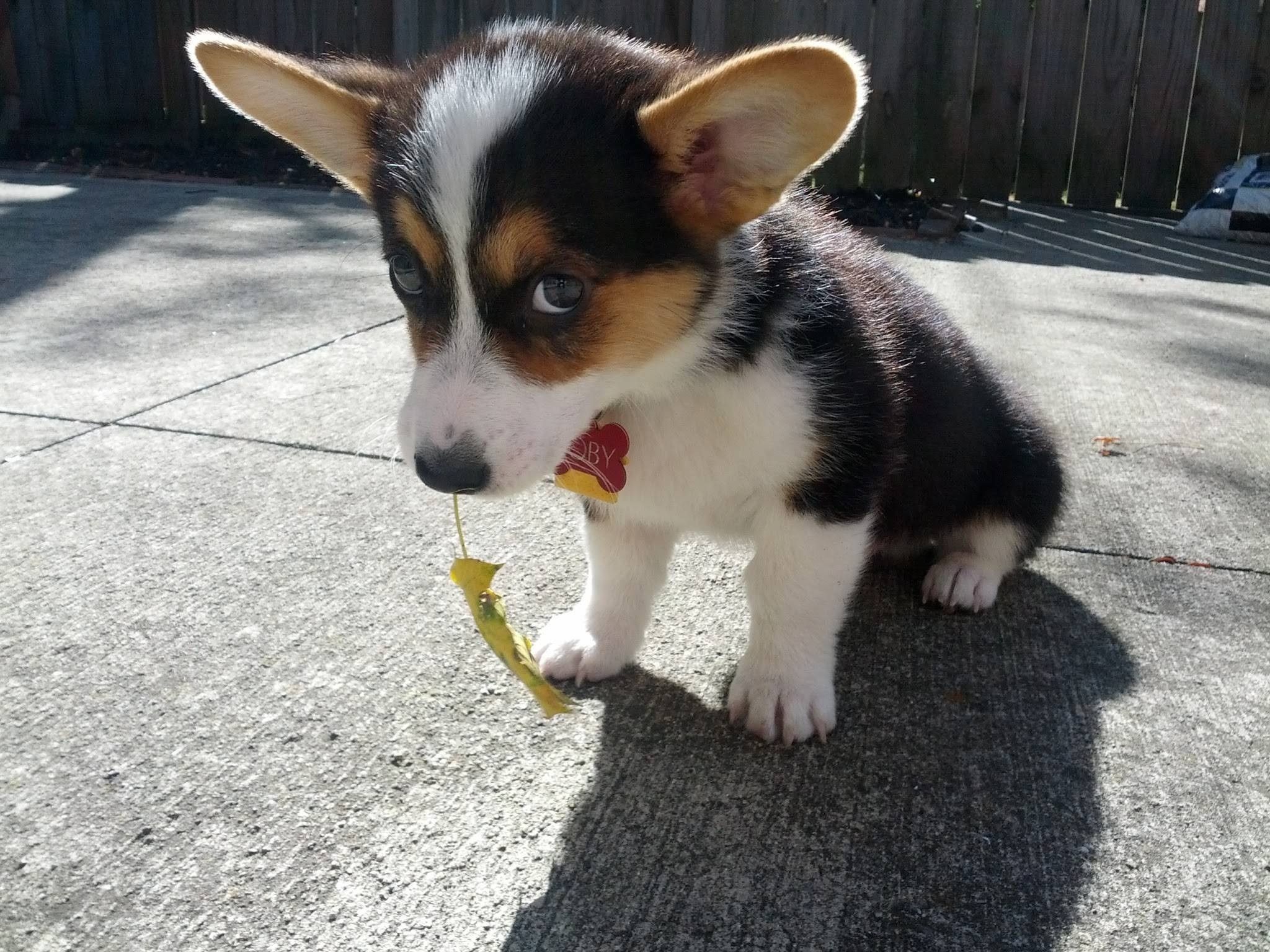 I has leaf. Cute corgi puppy, Cute animals, Cute puppy picture