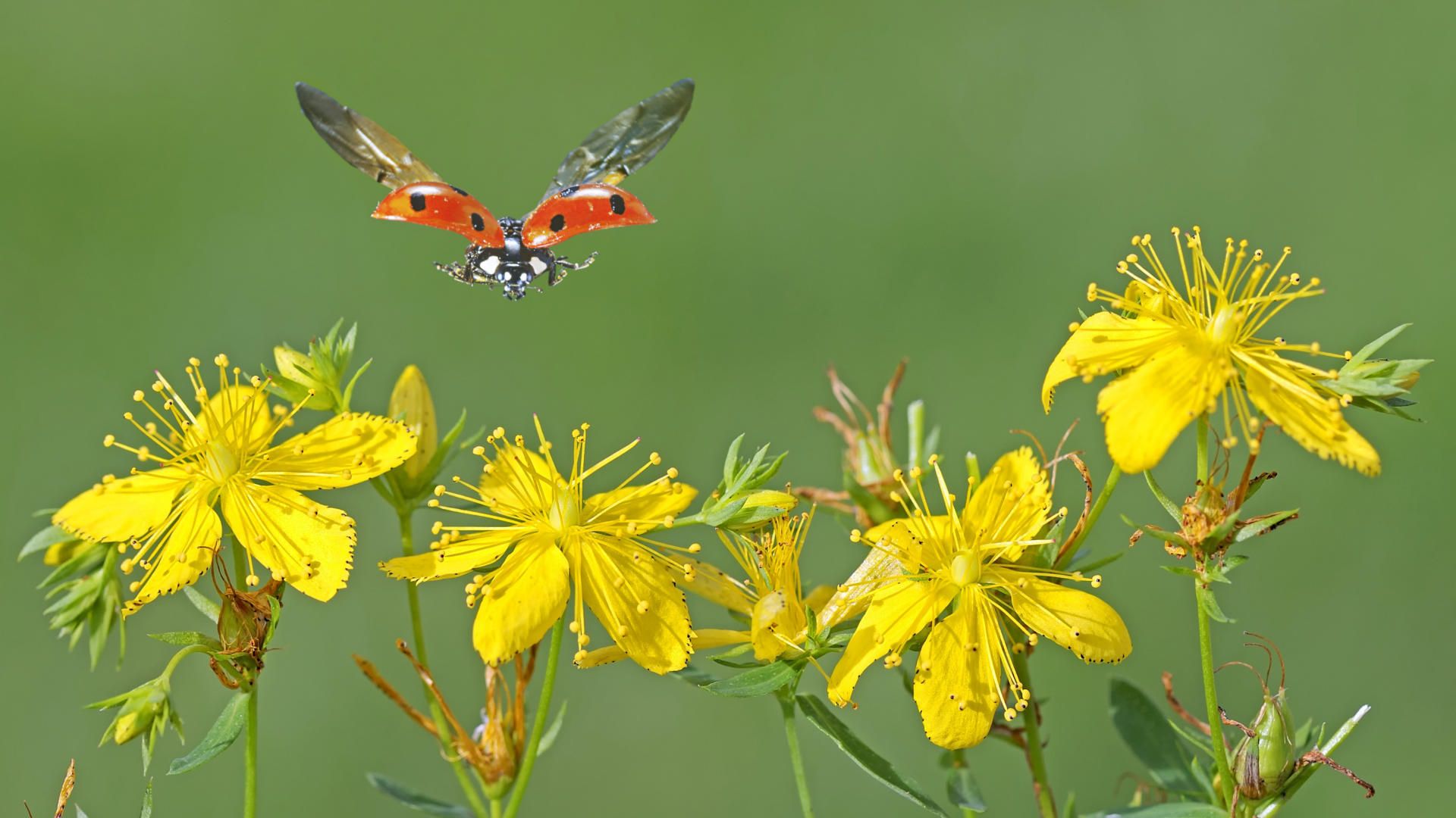 Flowers wallpaper Wallpaper Wallpaper 83711