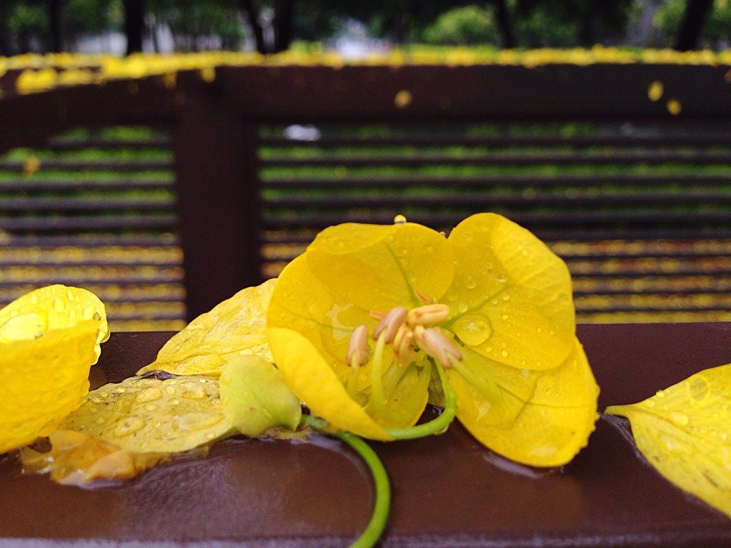 Cassia Fistula Golden Rain Yellow Flower Dok Khuen Ratchap