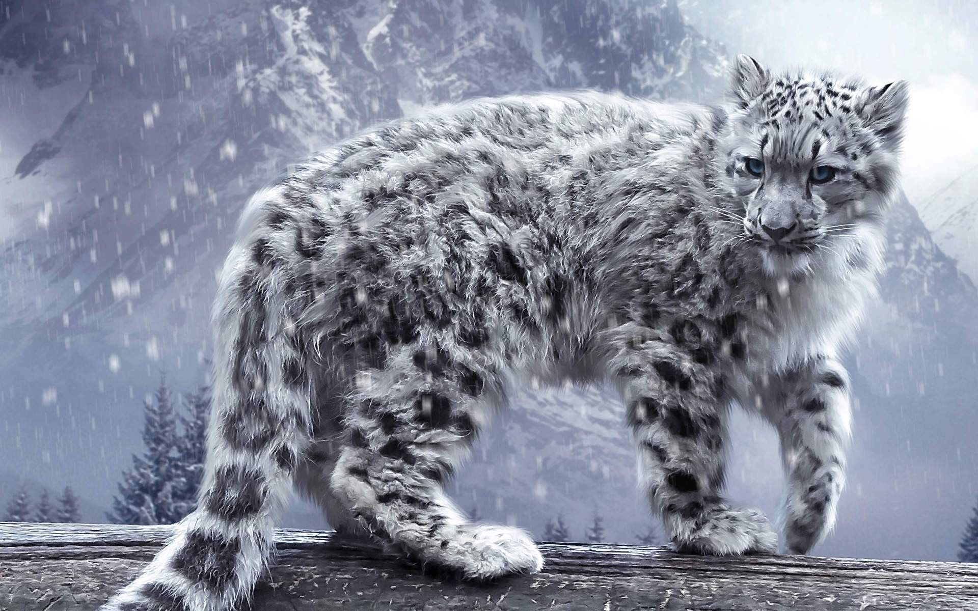 #snow leopards, #animals, #winter, #snow, wallpaper. Mocah HD Wallpaper