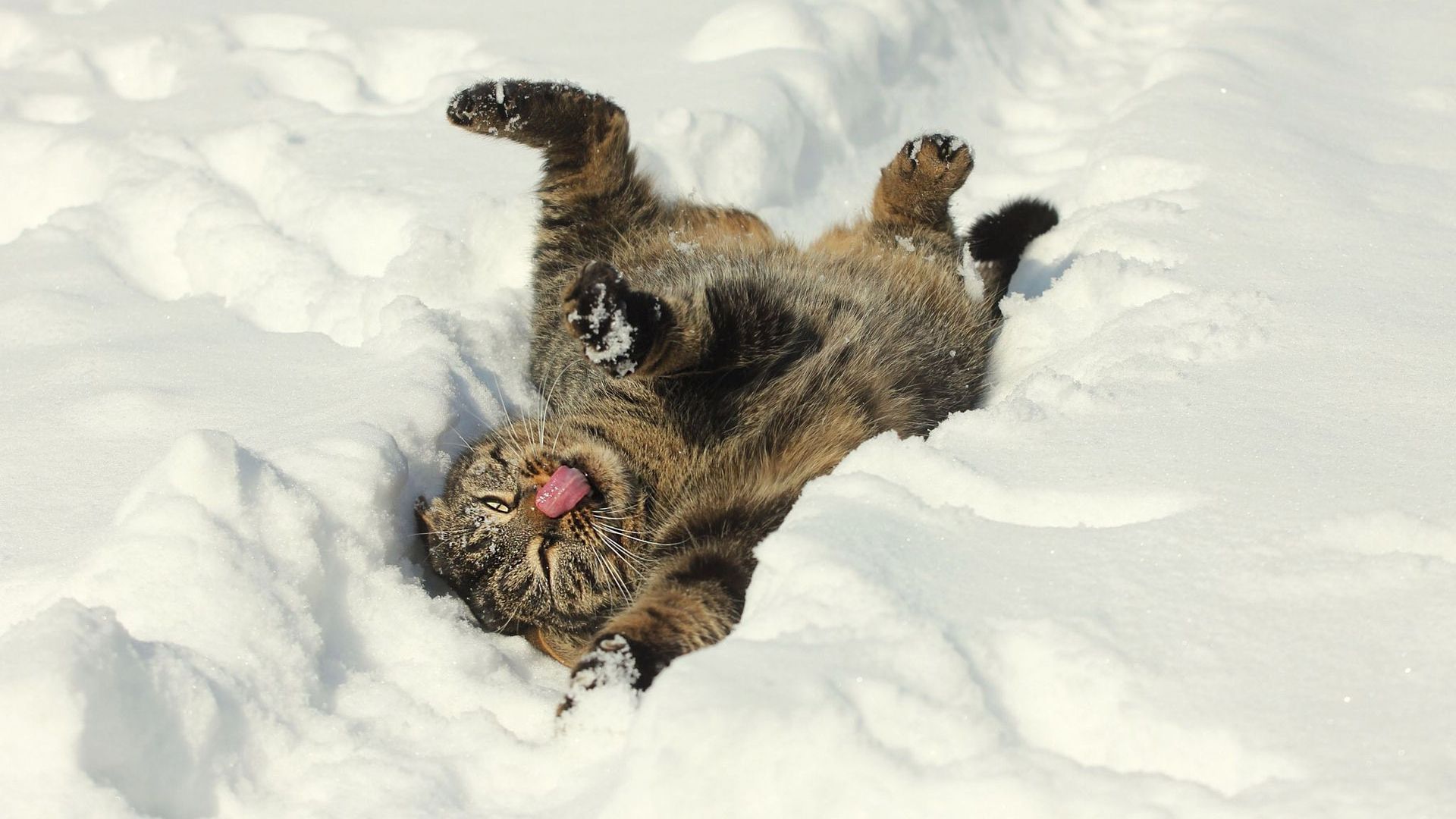 Free download Funny cat in the snow wallpaper Animal wallpaper 23397 [1920x1200] for your Desktop, Mobile & Tablet. Explore Animals in the Snow Wallpaper. Cats in Snow Wallpaper, Horses