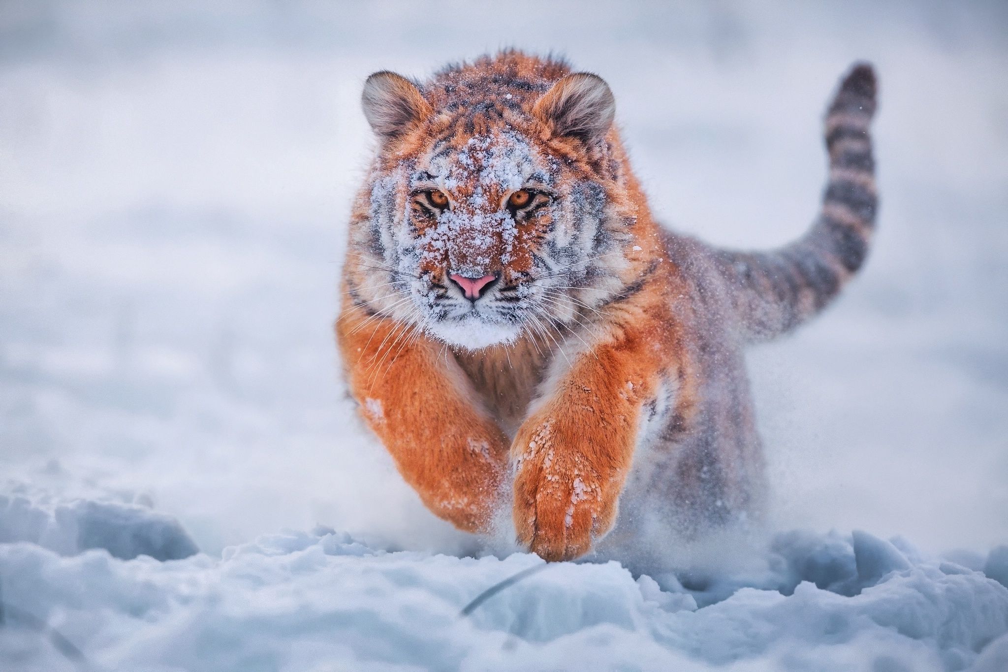 Bengal Tiger Running In Snow wallpaper. Animals, Animal photo, Winter animals