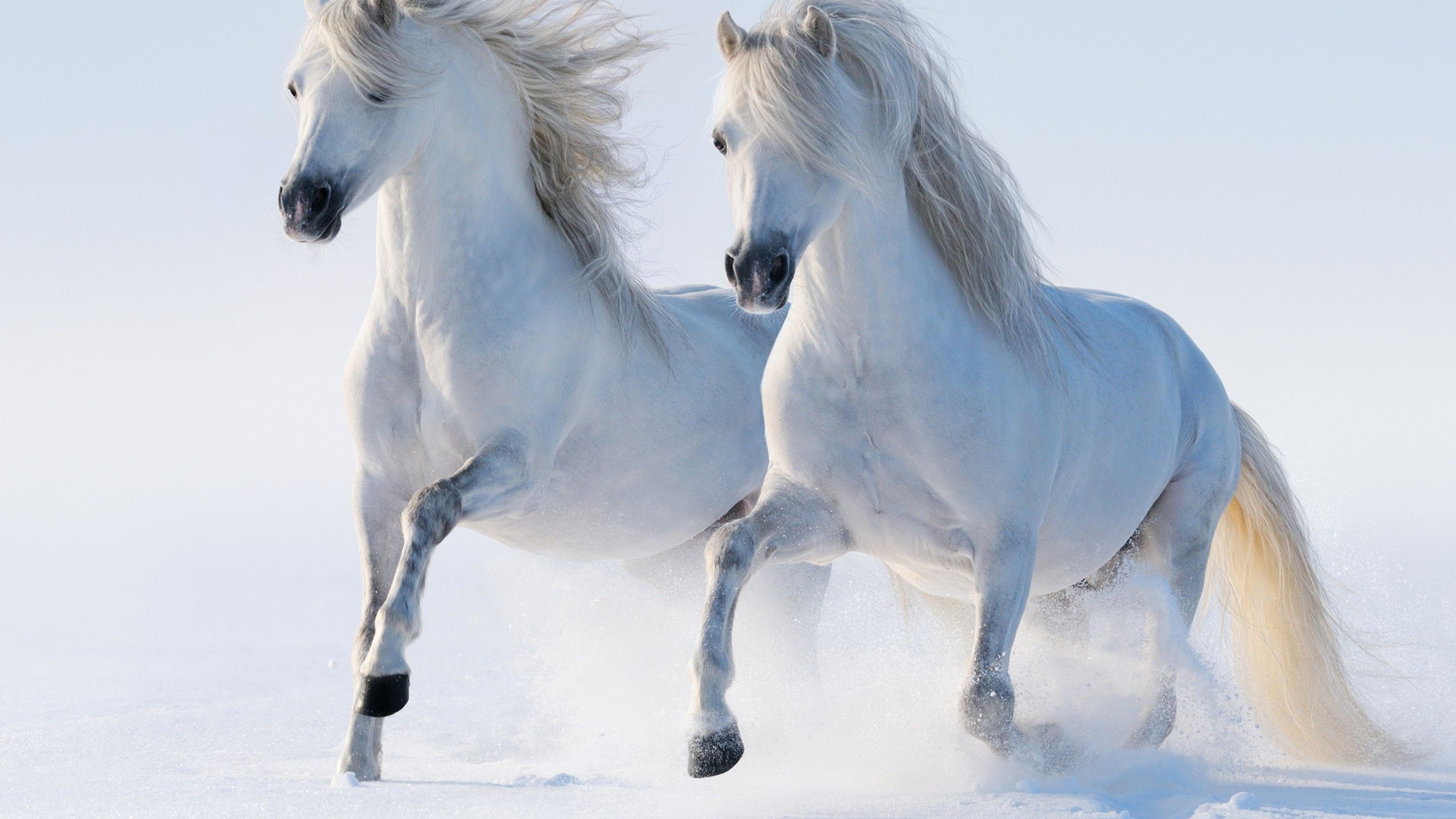 Wallpaper horses, cute animals, snow, winter, 5k, Animals