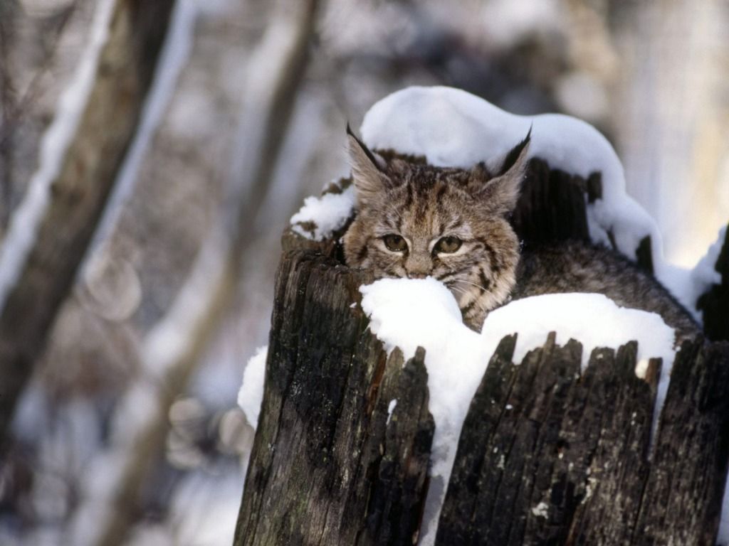 Bobcat Kitten Snow Wallpaper Baby Animals Animals Wallpaper in jpg format for free download