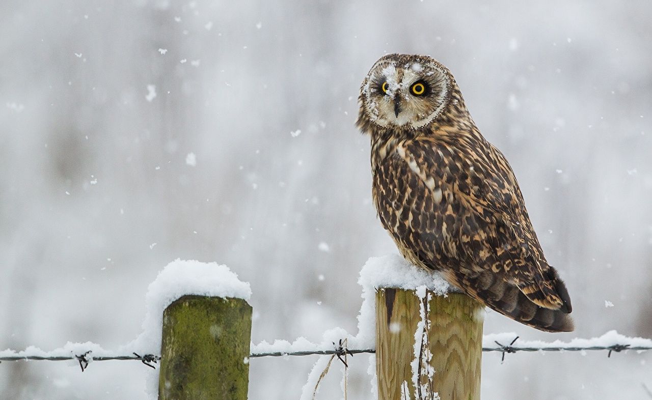Desktop Wallpaper owl bird Snow Glance animal
