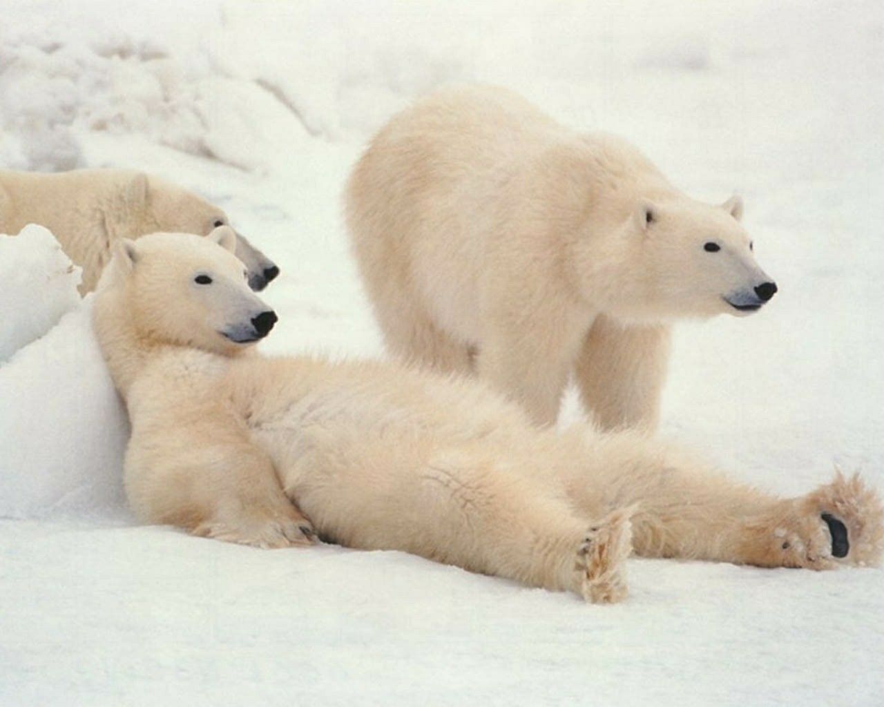 Free download Polar Bears Snow Animals Wallpaper Download cool HD wallpaper here [1280x1024] for your Desktop, Mobile & Tablet. Explore Animals in Snow Wallpaper. Cats in Snow Wallpaper, Horses