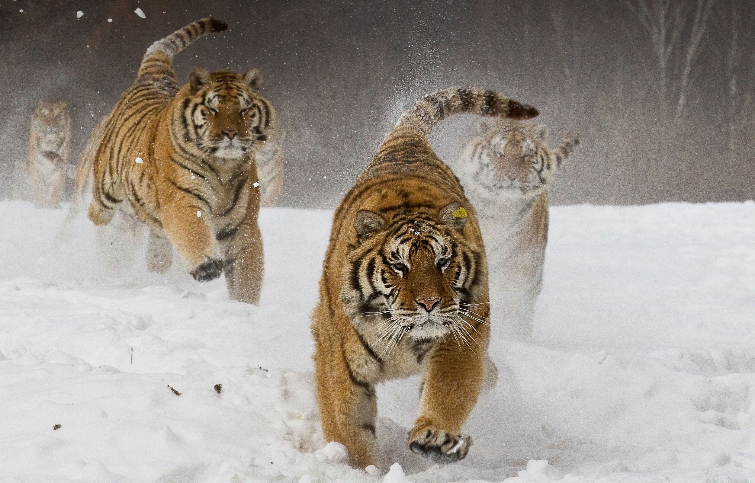 nature, Landscape, Siberian Tiger, Running, Animals, Big Cats, Winter, Snow Wallpaper HD / Desktop and Mobile Background