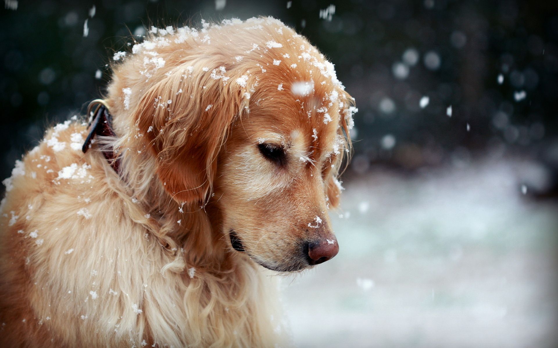 Cute Winter Puppy Wallpaper