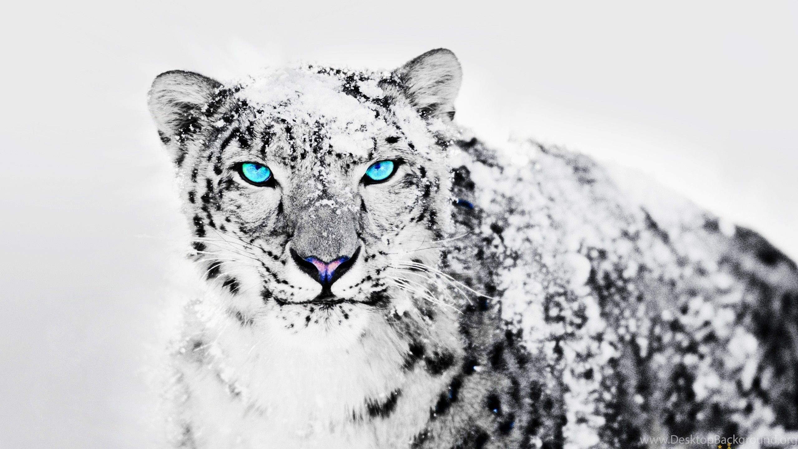 Animals Snow Leopards Wallpaper Desktop Background