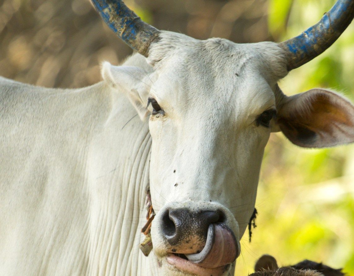 Indian Cow. Animal photography, Cow, Animals
