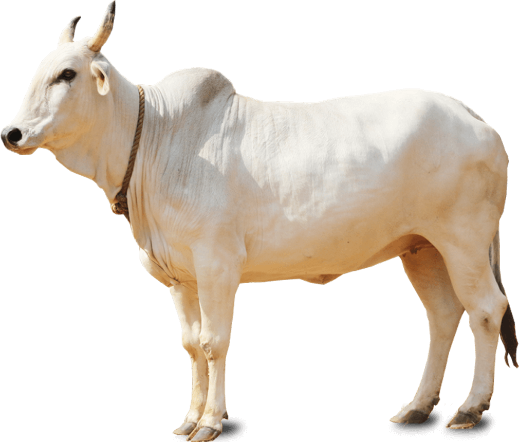 India Cattle Breeds. Animal statues, Image, Cow png